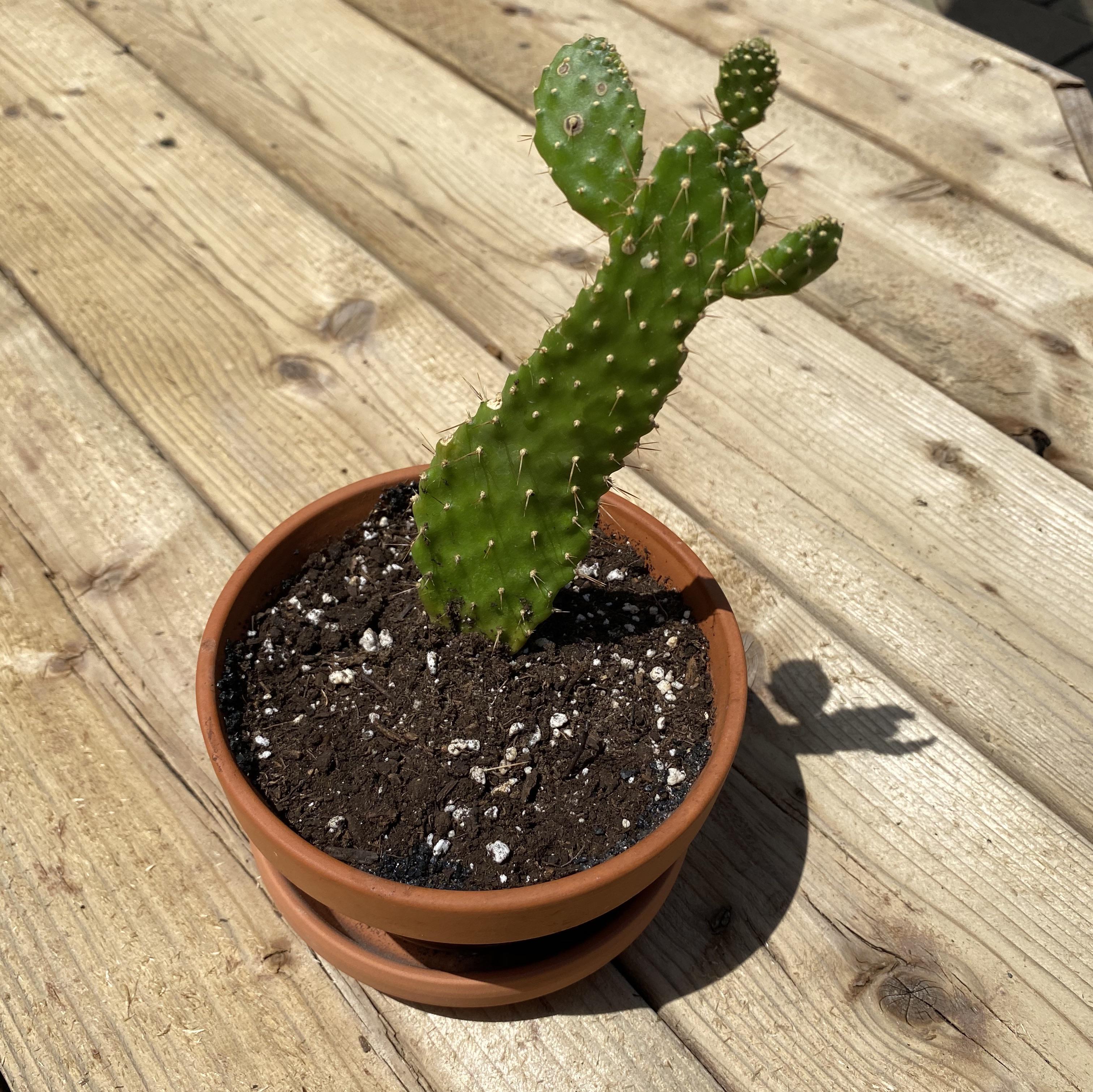 Was given this plant (cactus in my current dictionary) to put on my