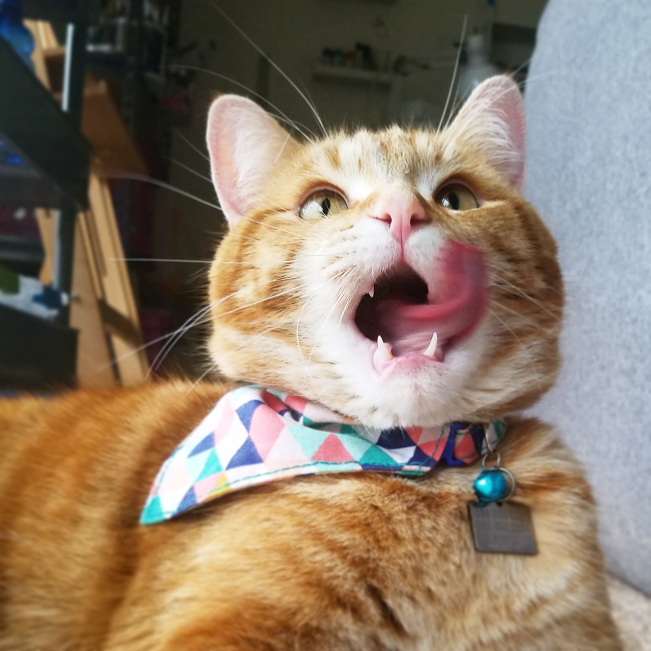 Put the tuna here human r/cats