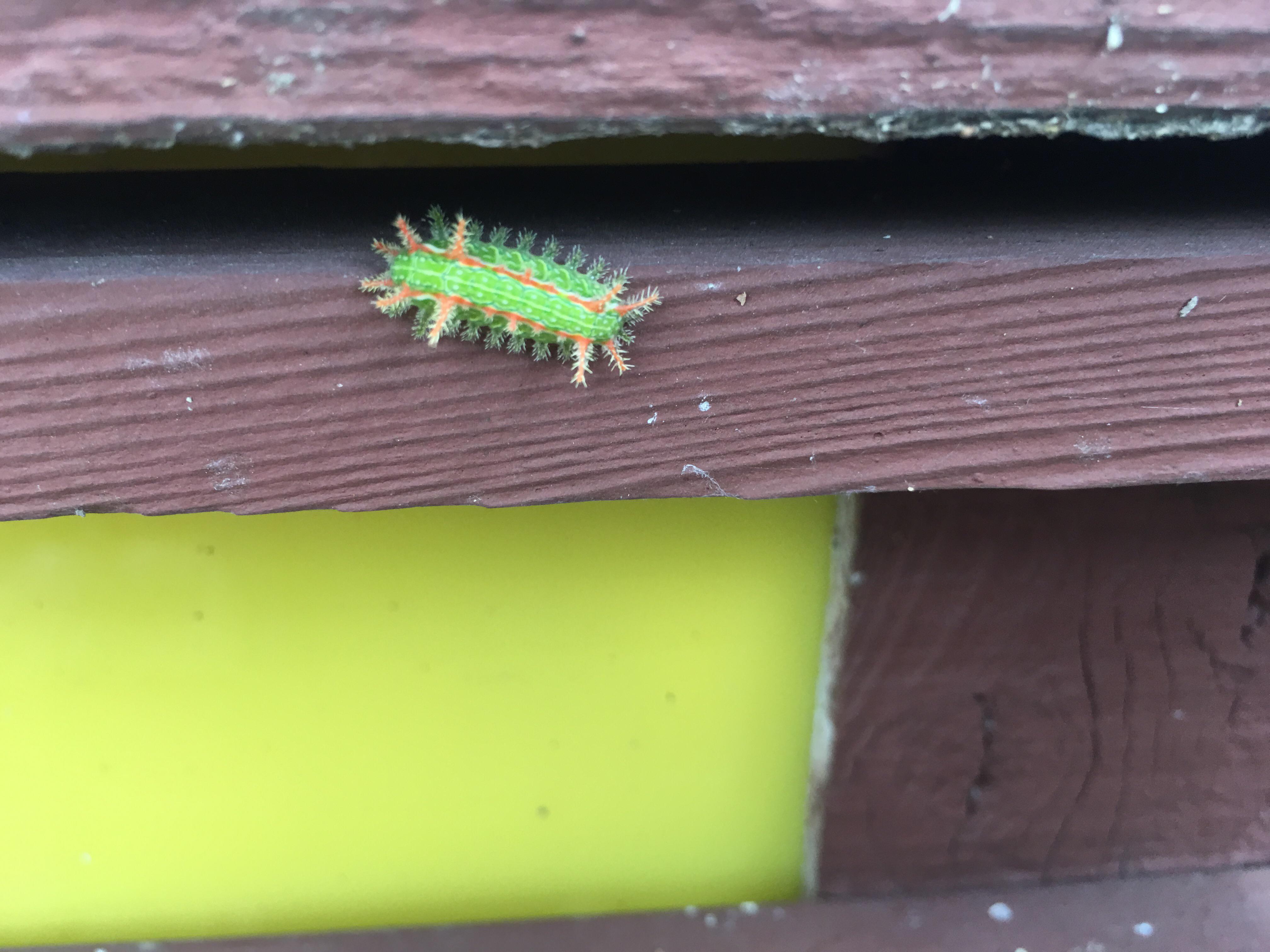 I found this beautiful little caterpillar on my porch. I live in Oklahoma r/whatsthisbug