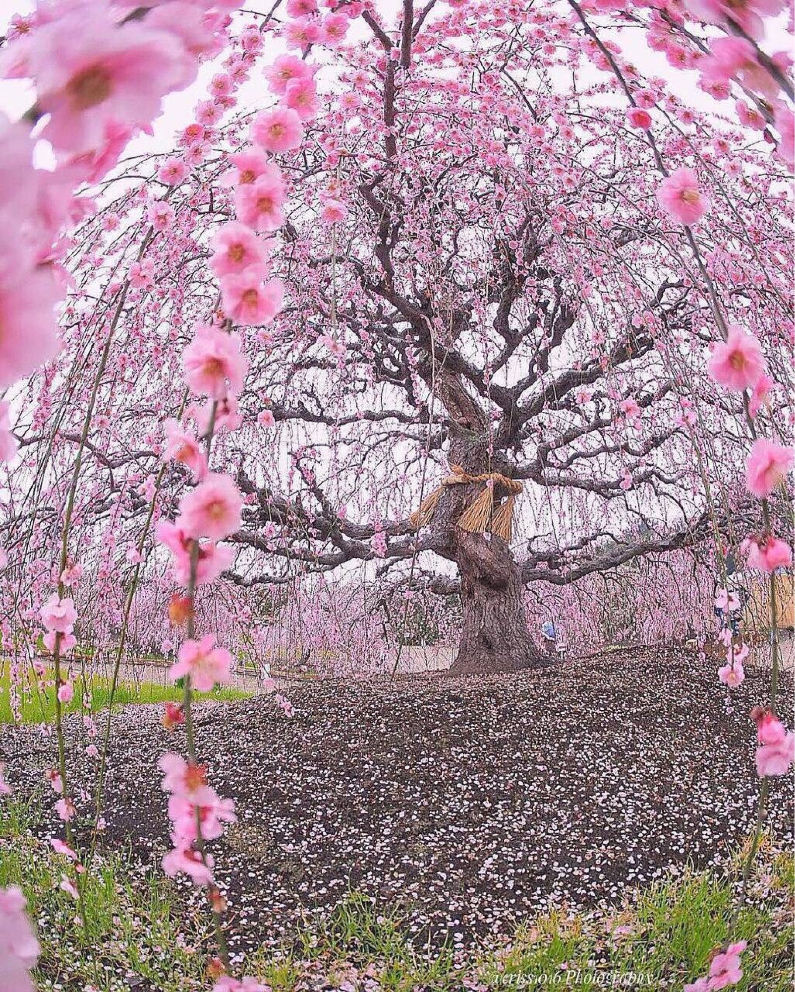 This 200yearold plum tree in Suzuka Forest Garden, Japan r/BeAmazed