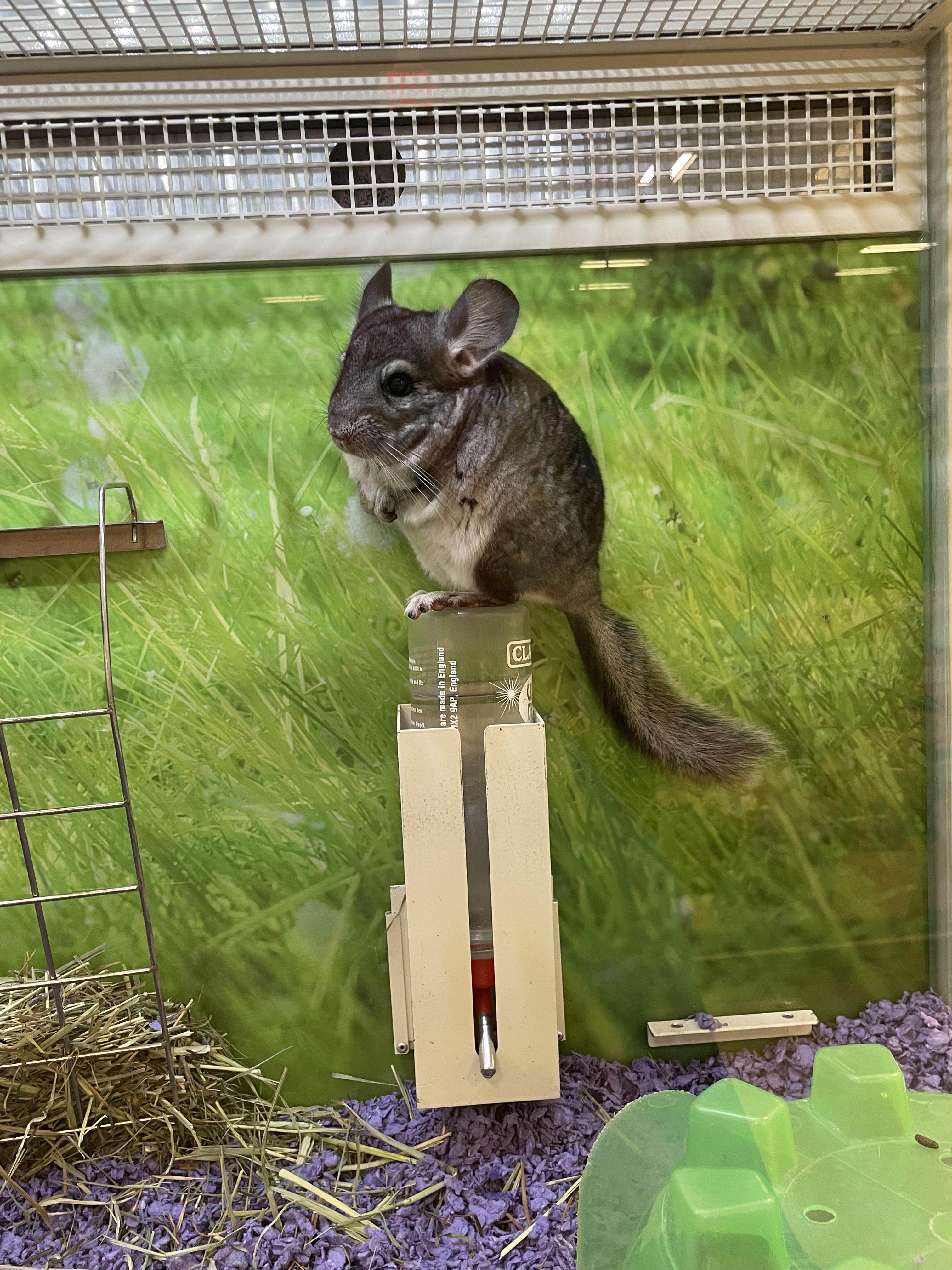 Let it be known that this lil fella jumped out of his quiet room bin