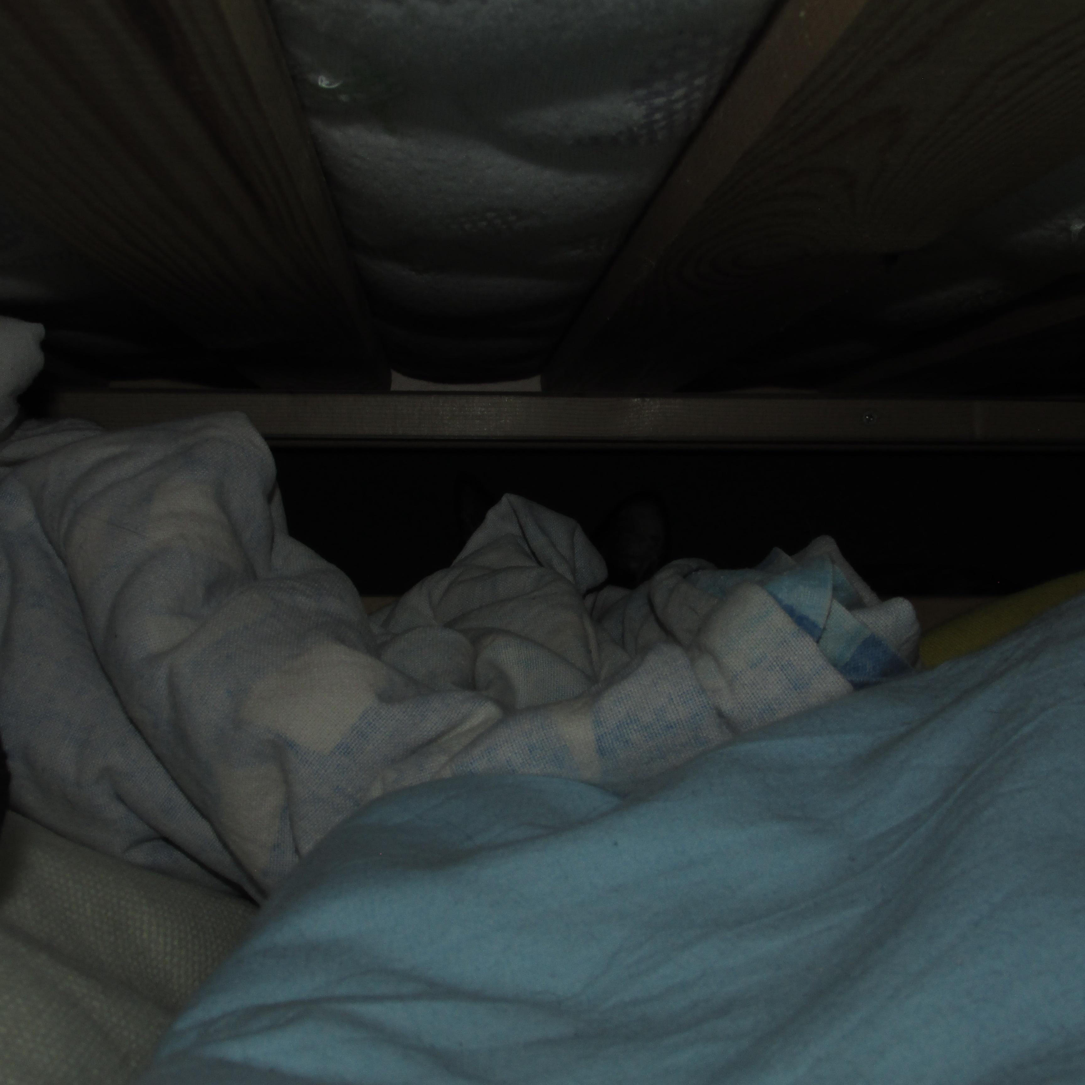 I have found a portal to the cat dimension. Further research is