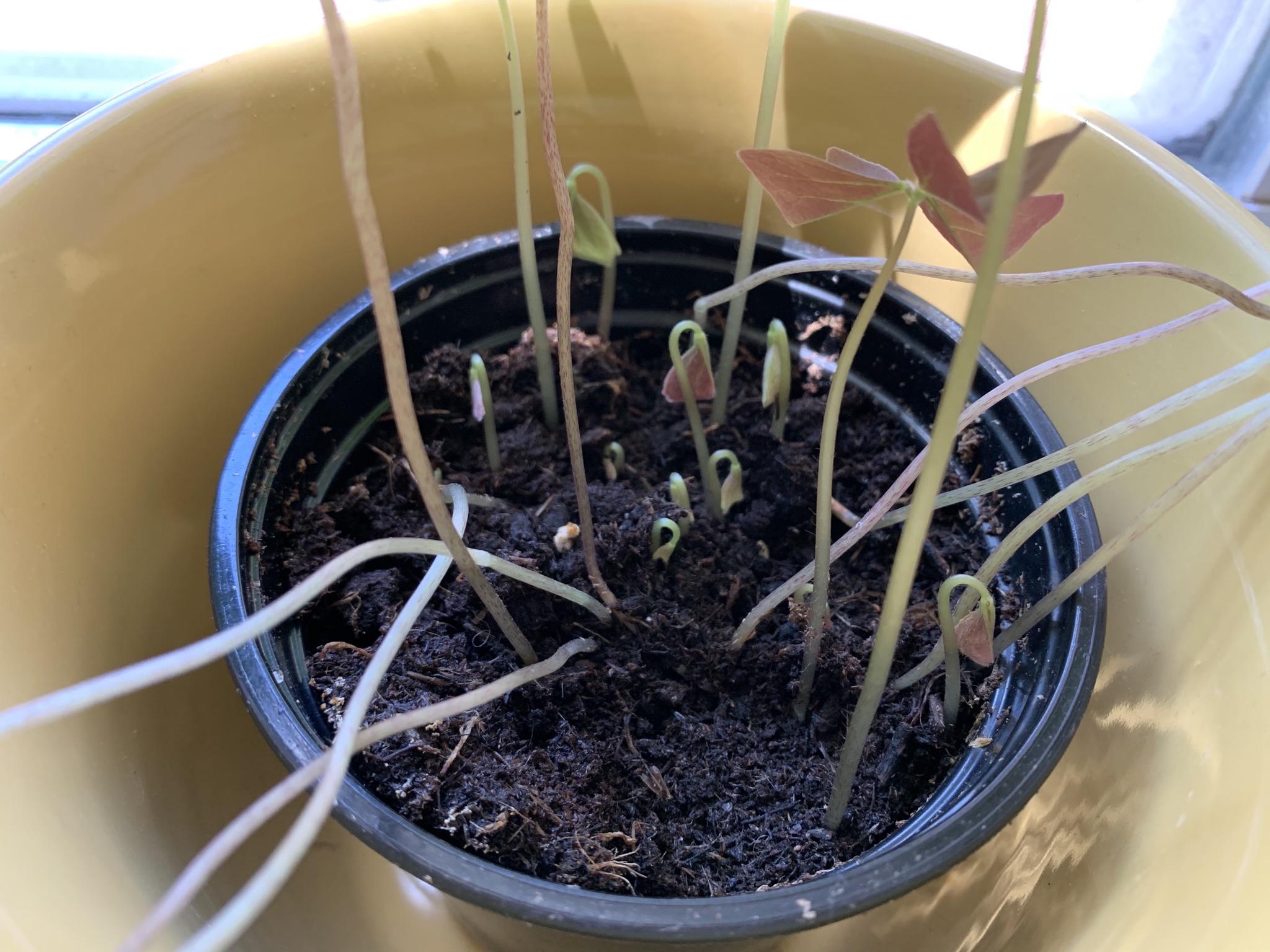 Thank you for the tips! I posted about my shamrock plant dying a bit