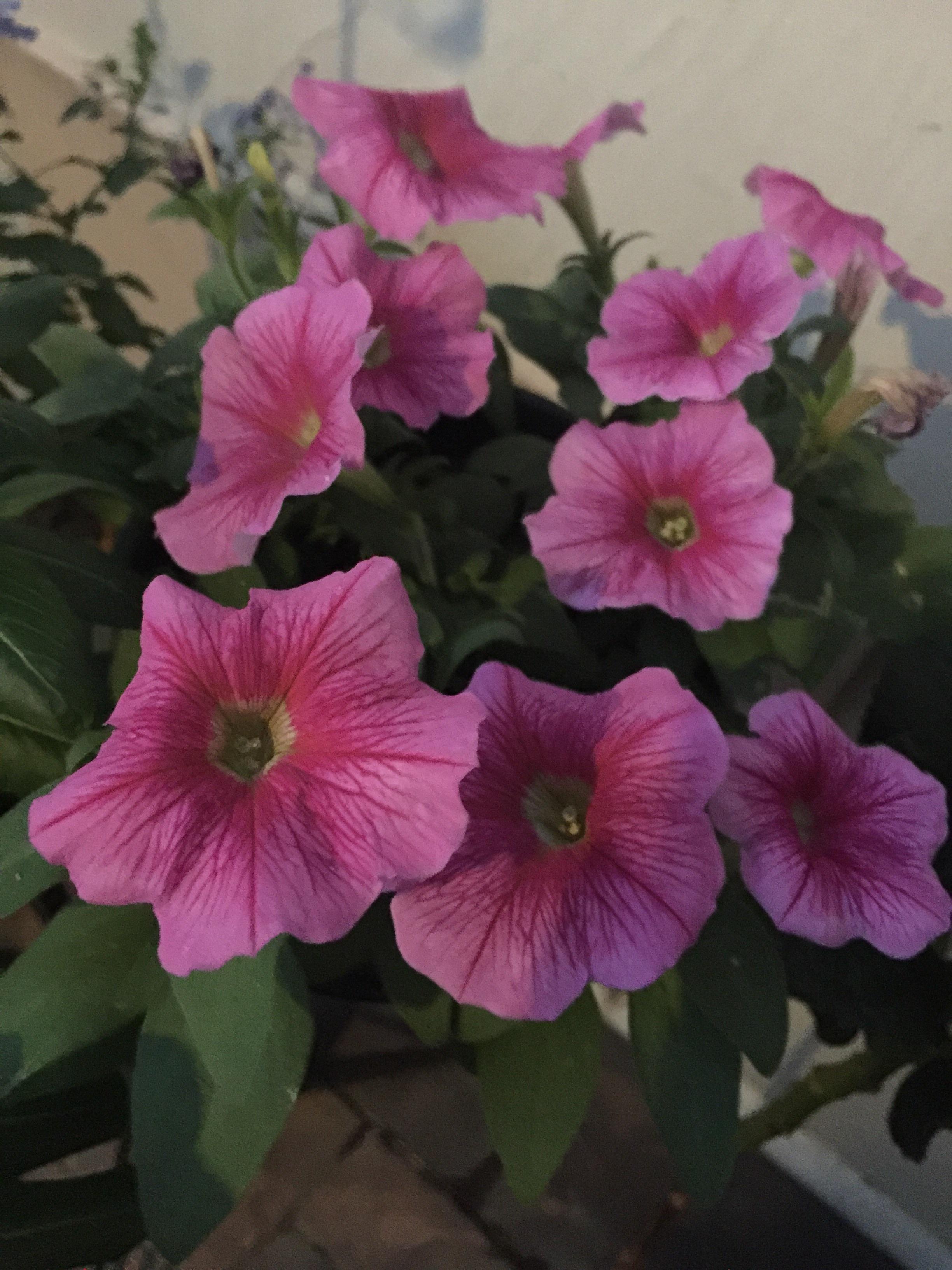 My Petunias are in full bloom r/gardening
