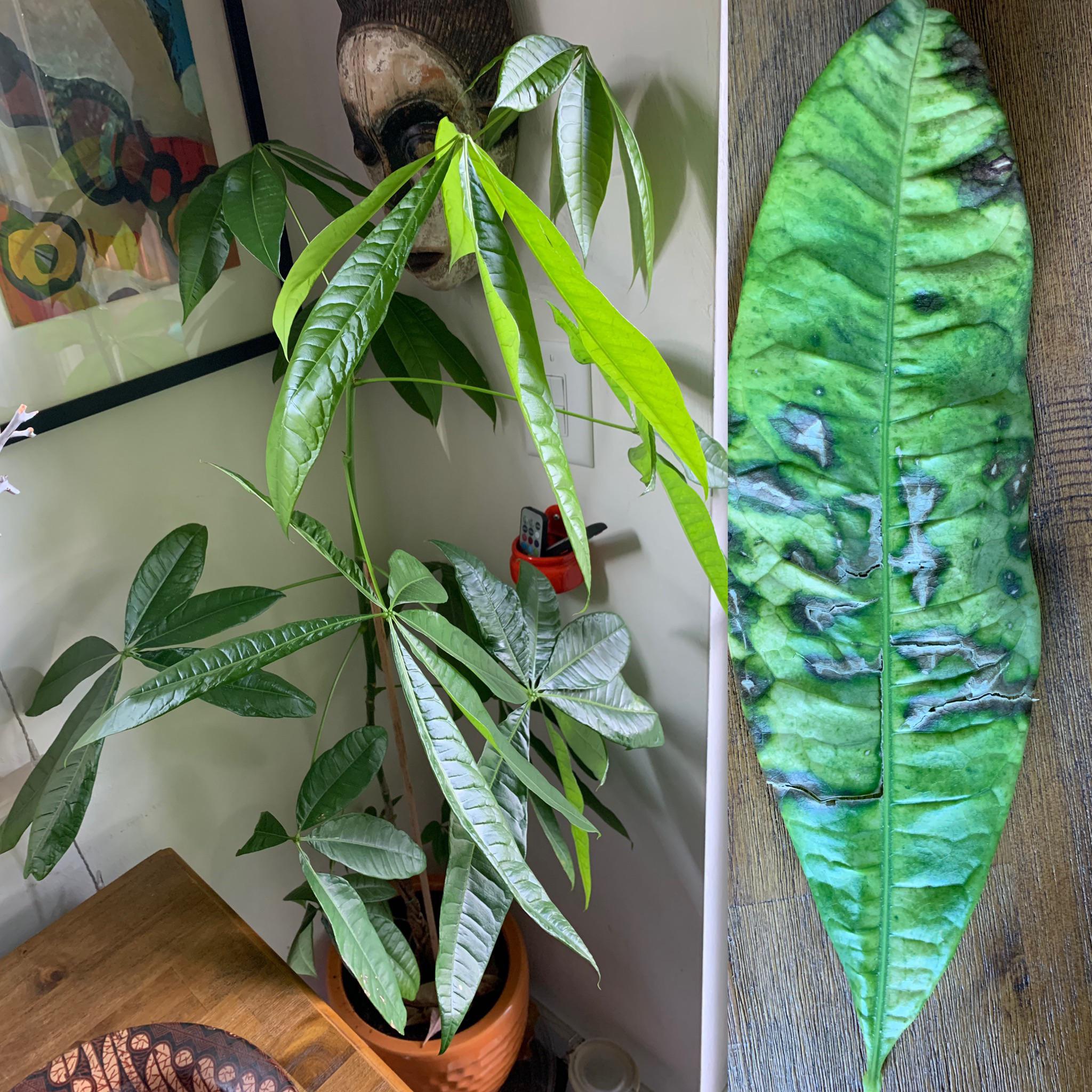 What’s wrong with my money tree? This is starting to happen all over