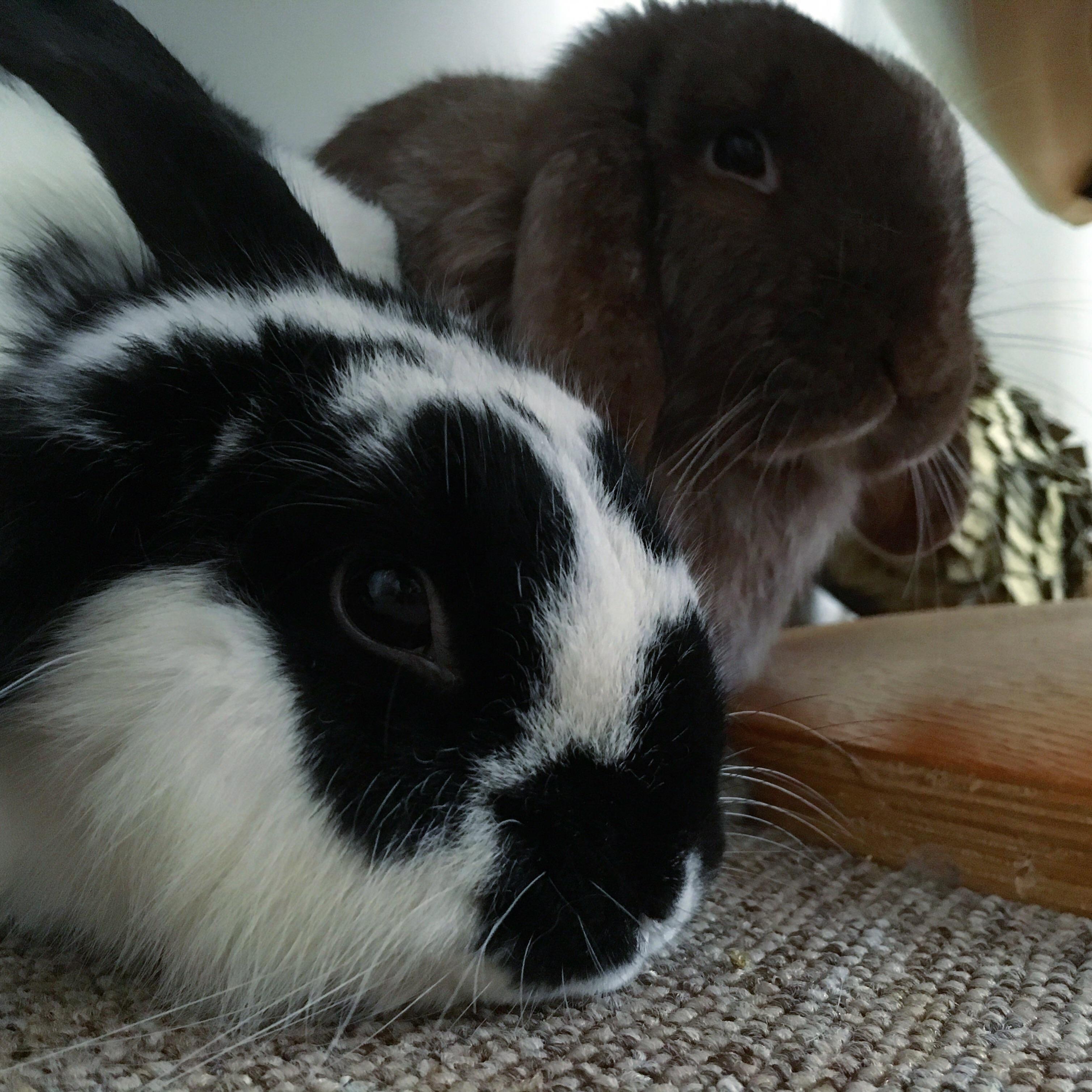Everything’s better, behind this leather, under the chair! r/Rabbits