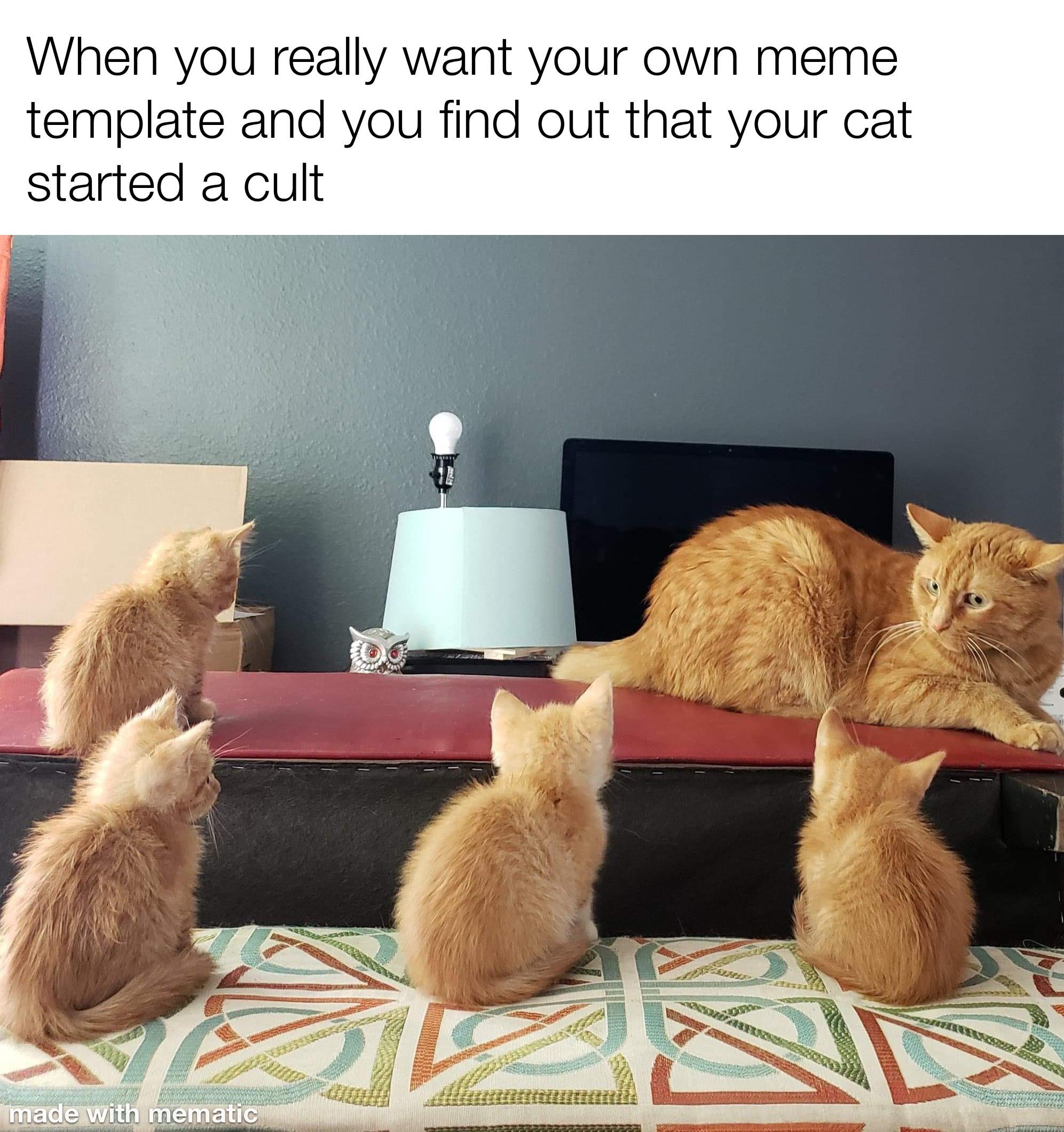 Cult catto r/memes