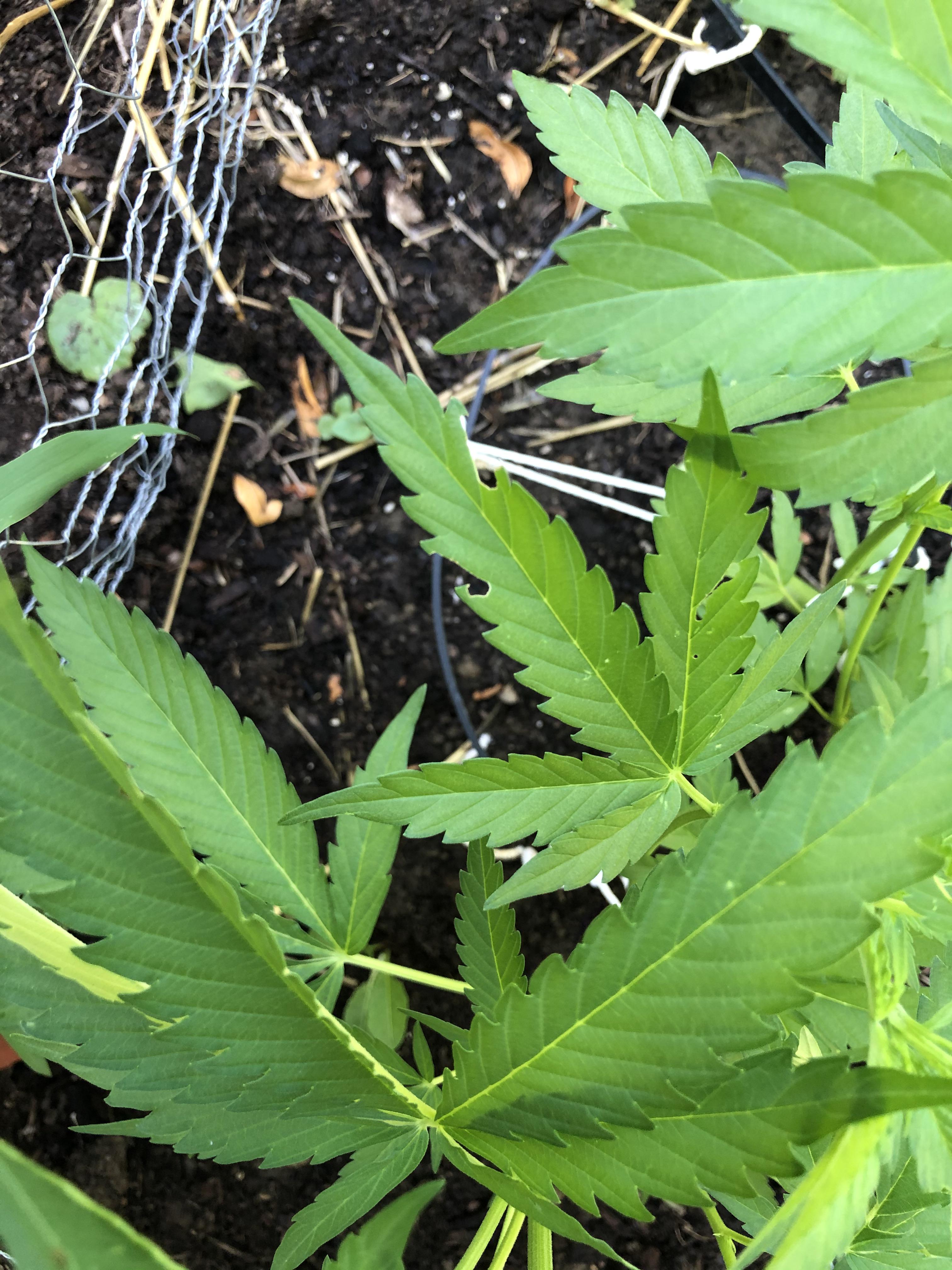 Who is eating my plant? How can I stop it?