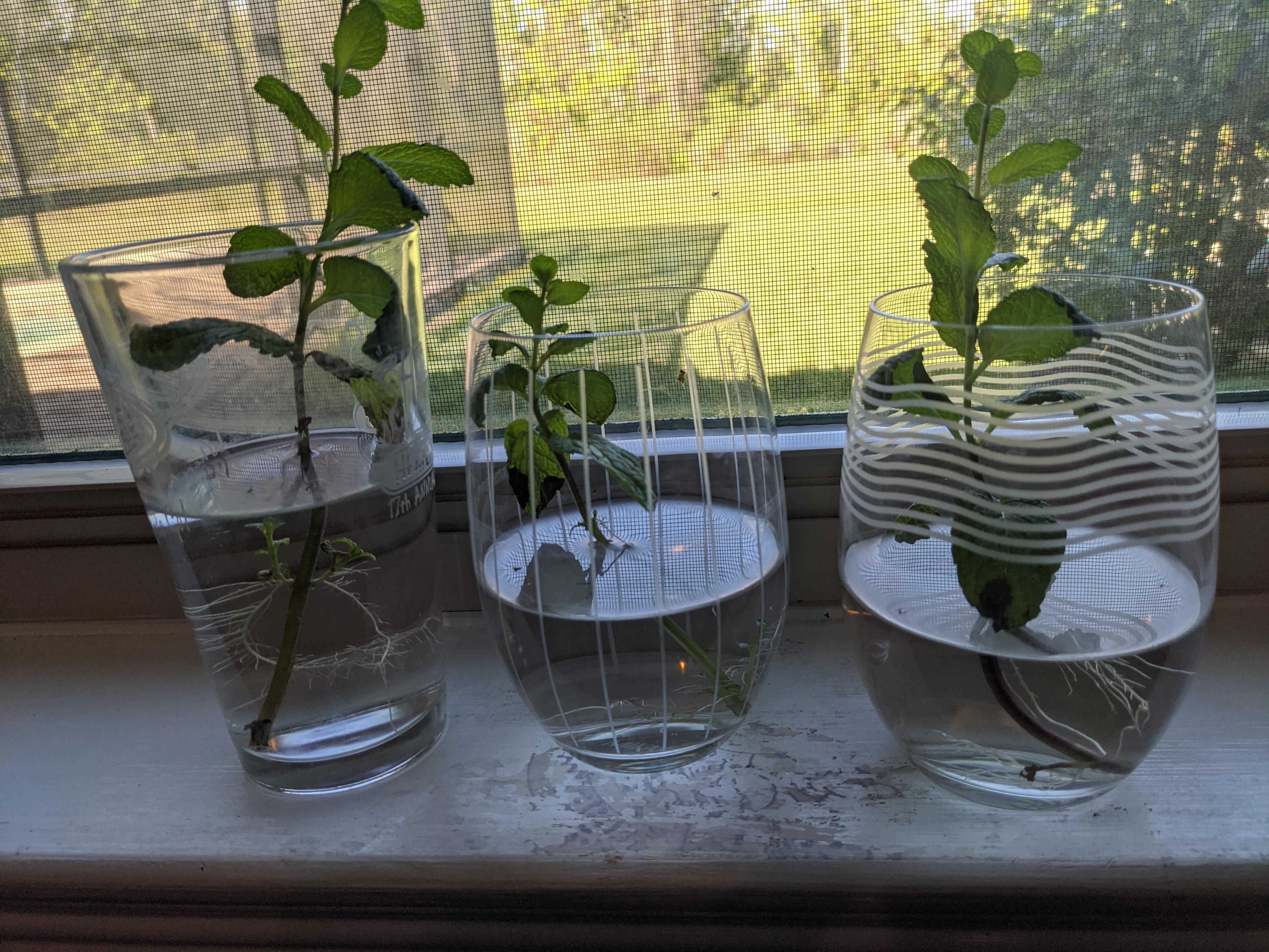 Had some 2week old grocery store mint...looks like I'll now have three