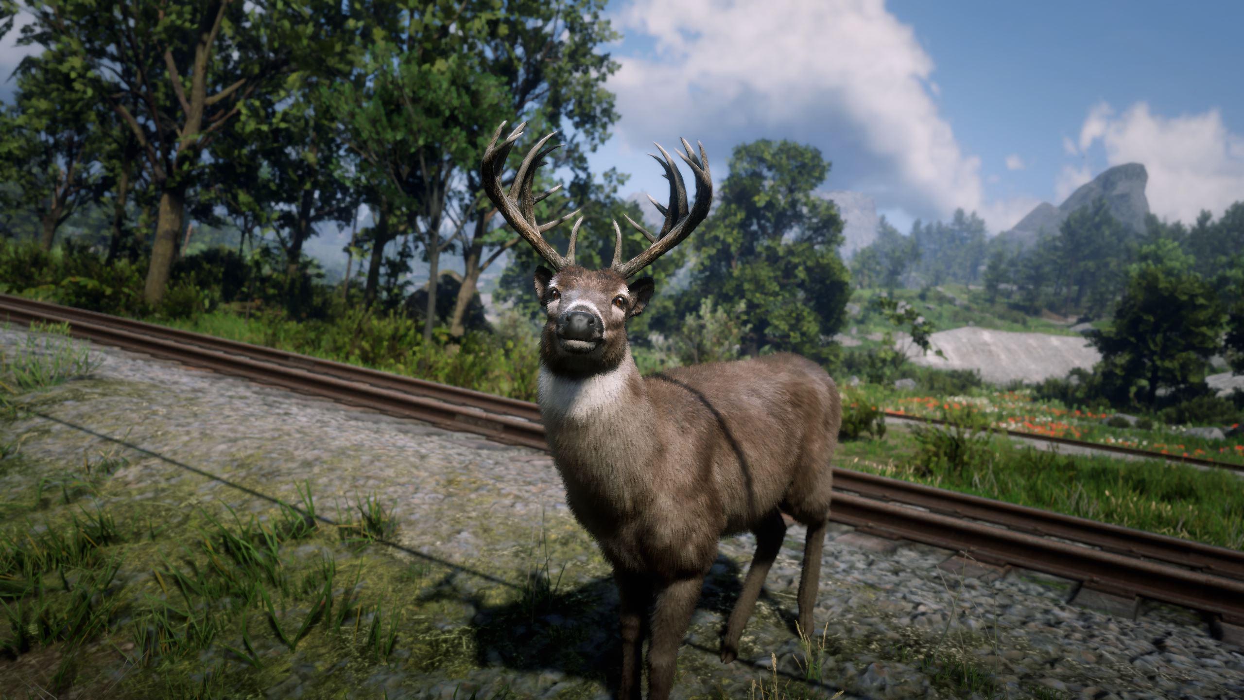 RDR2 wildlife7 Whitetail Buck He caught me snooping around 1440p