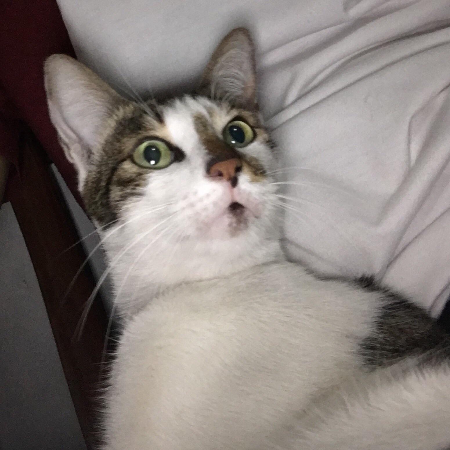When u see that catnip (breathes heavily) r/cat