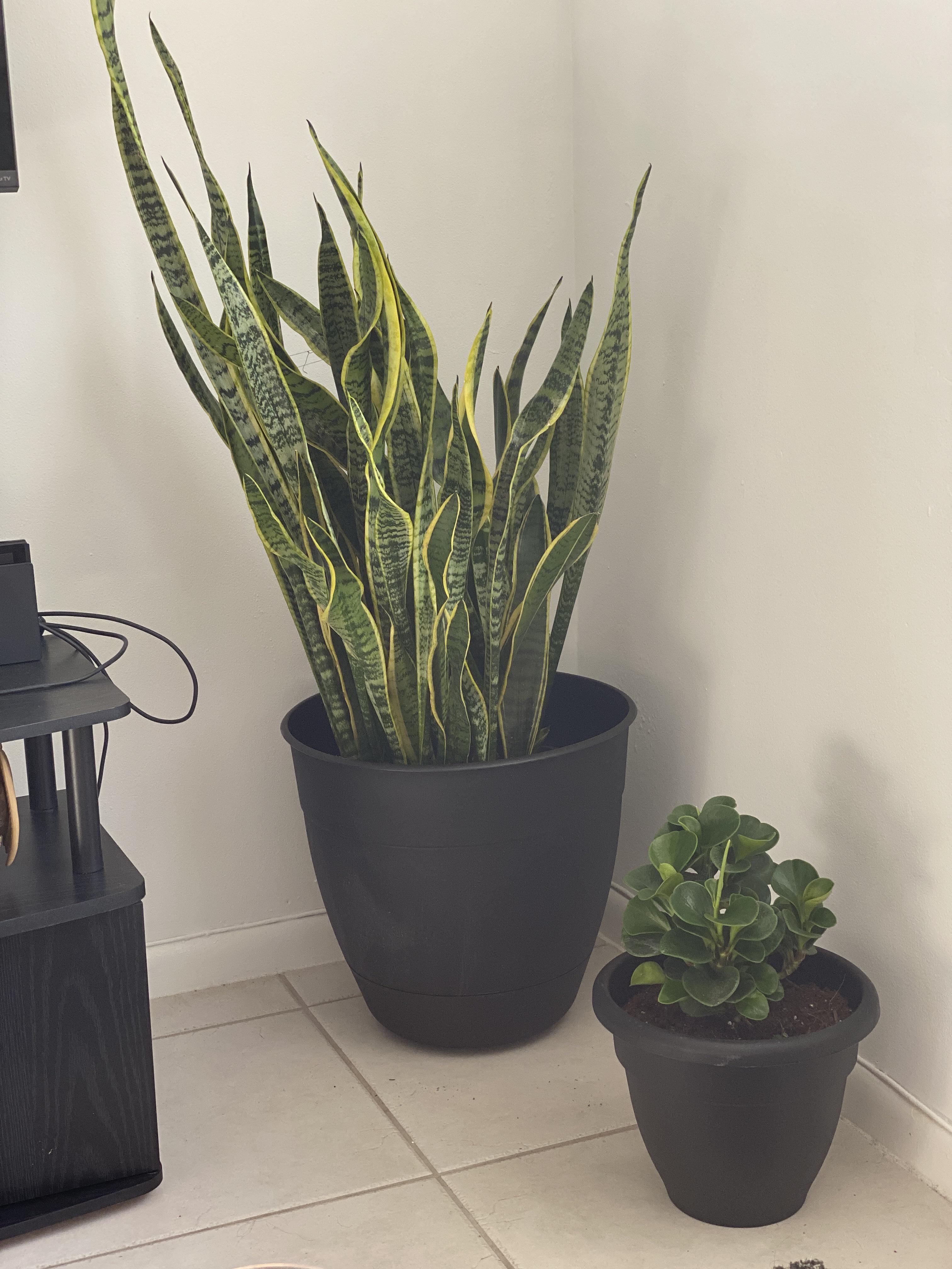 I’m afraid I’ve put my Snake Plant in a pot that’s too big. Should I