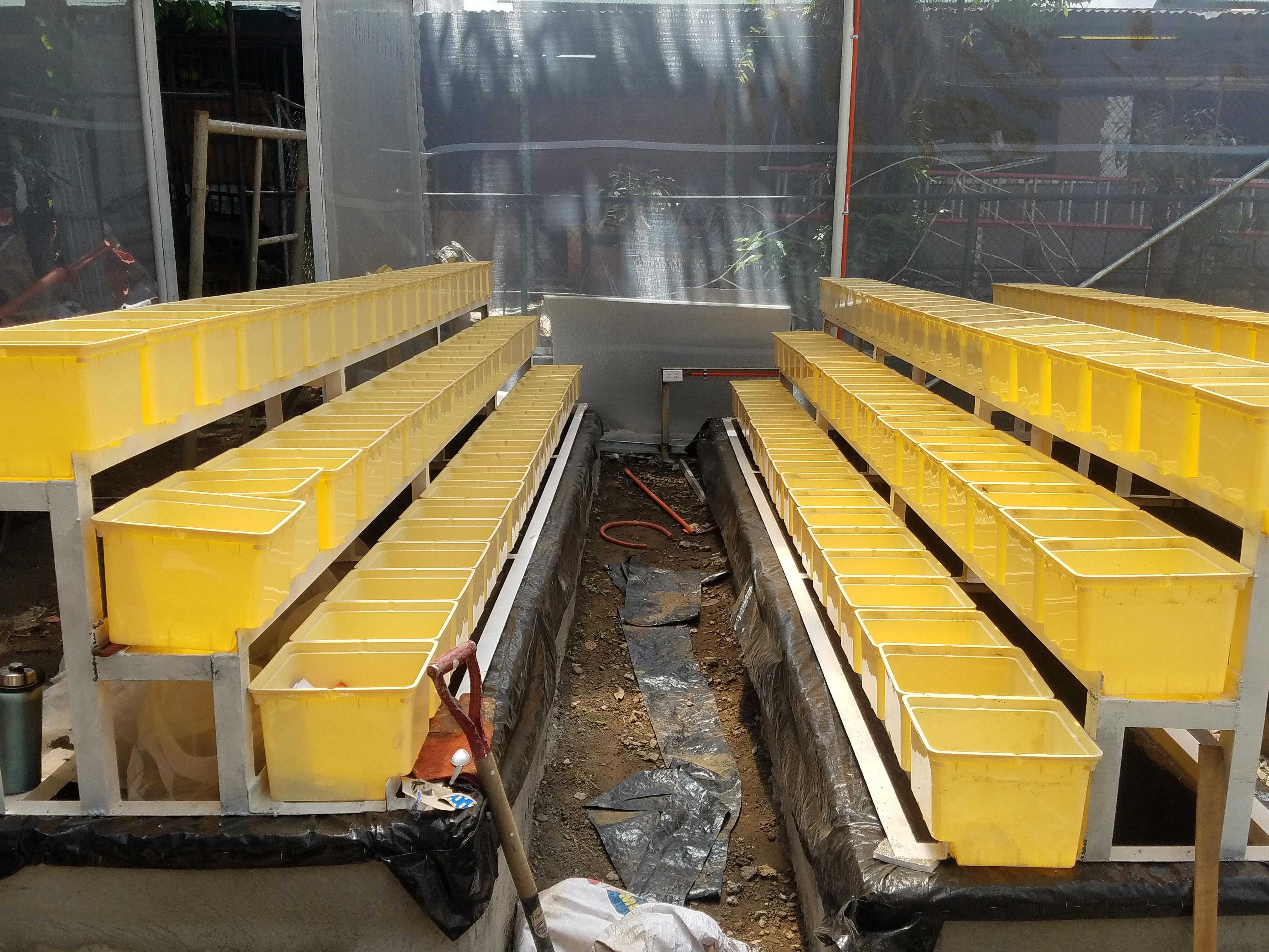 Trying out a vertical Dutch Bucket setup for leafy green vegetables. Underneath the frame is the