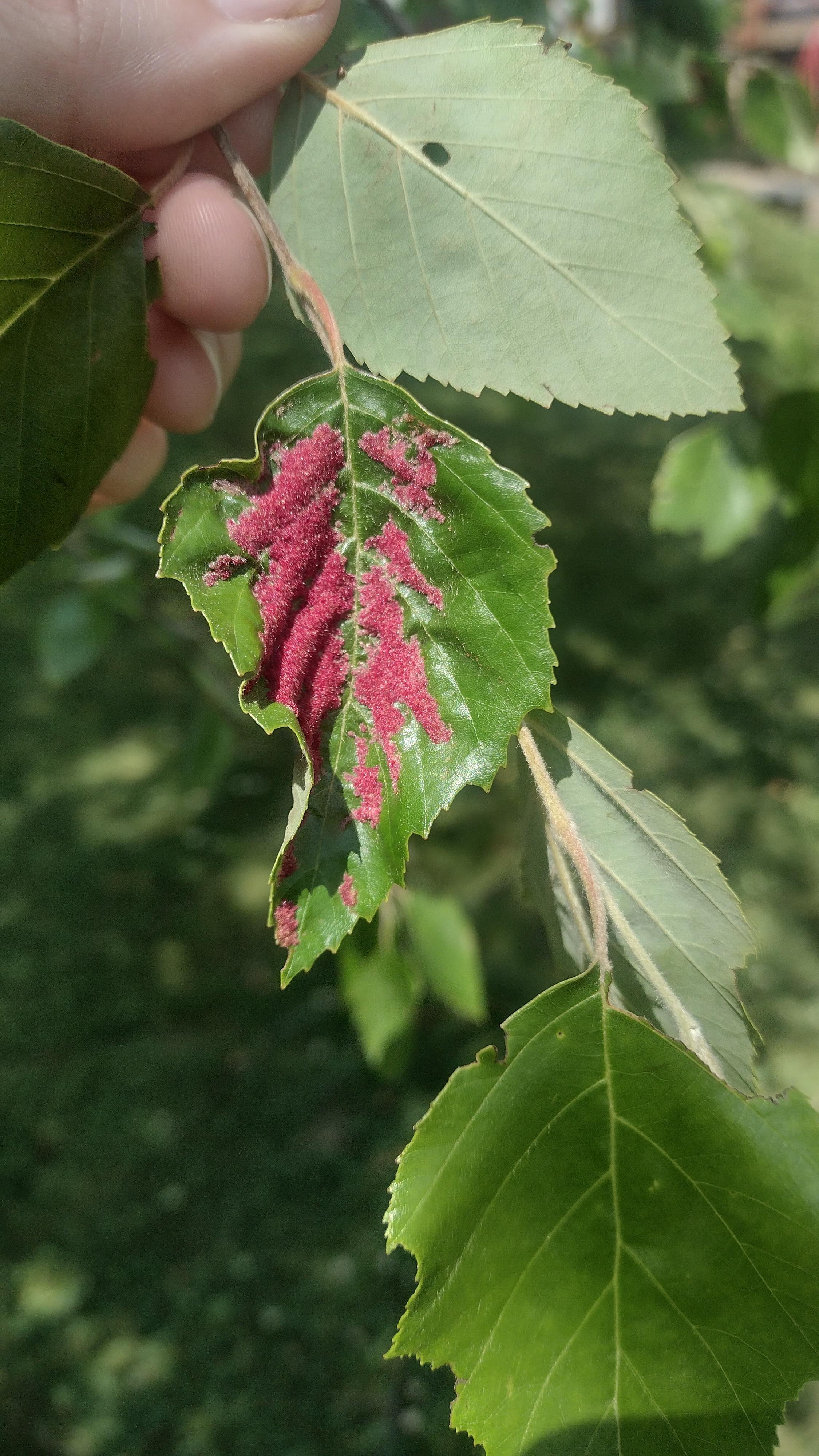 What is this pink stuff growing on our river birch leaves? Will it kill