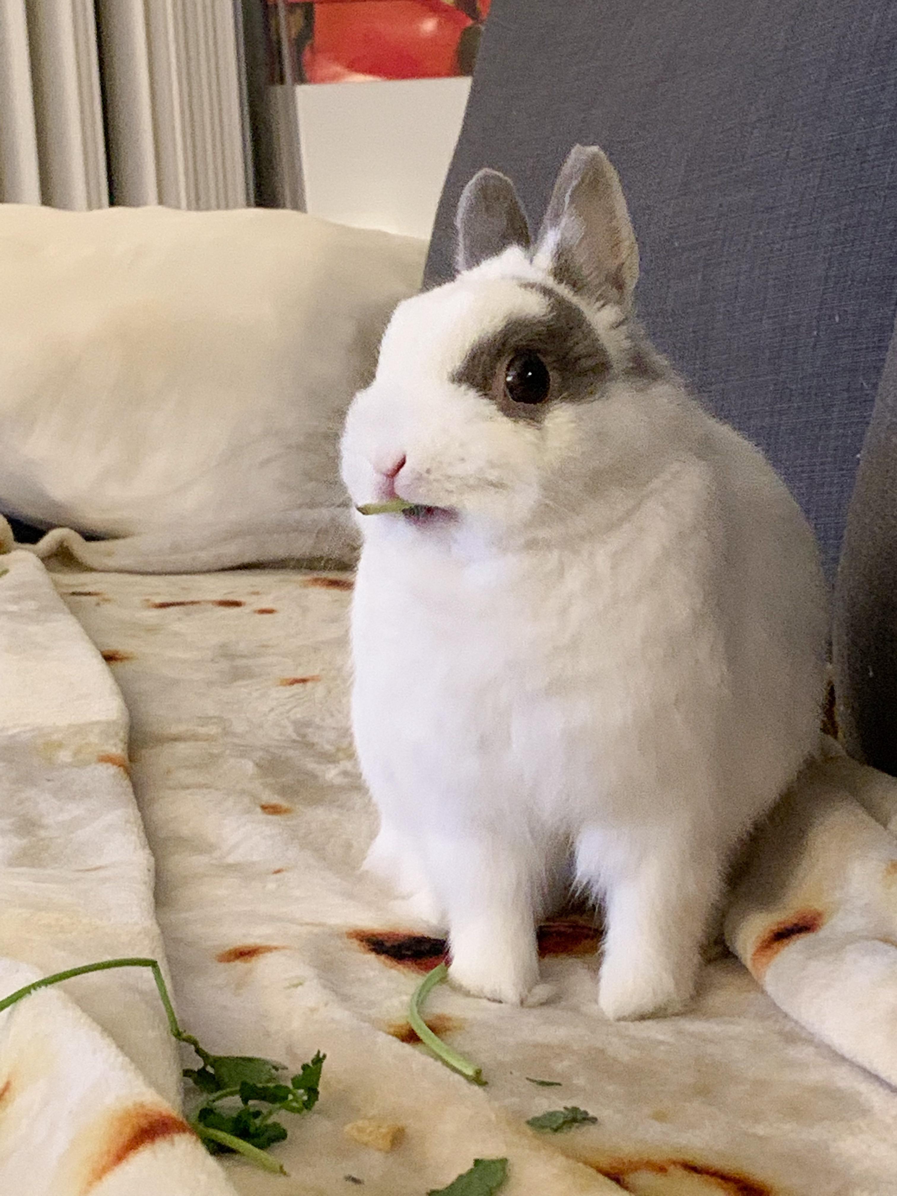 Lol her face eating dill r/Rabbits