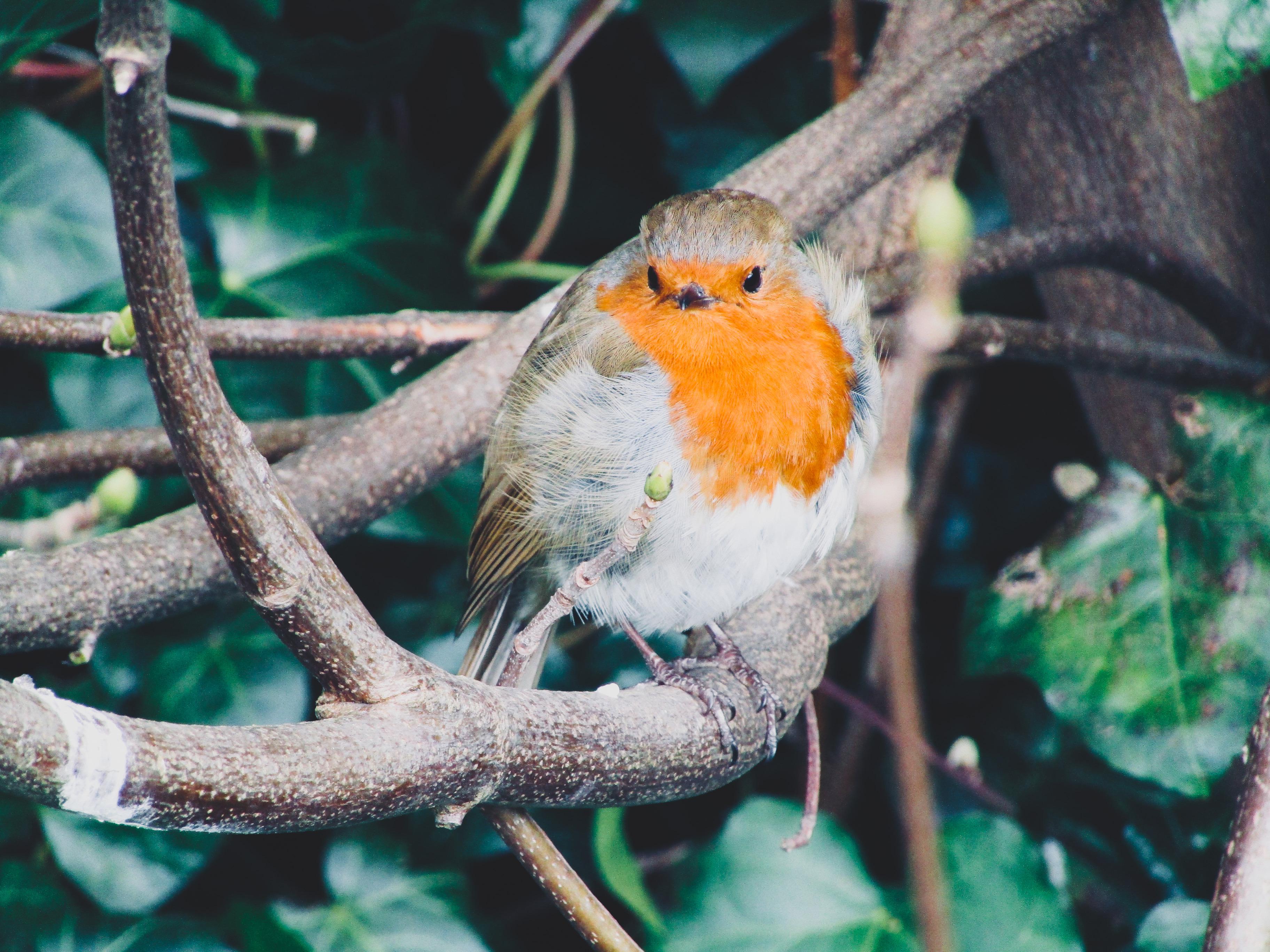 Got a shot of this fat robin today r/wildlifephotography