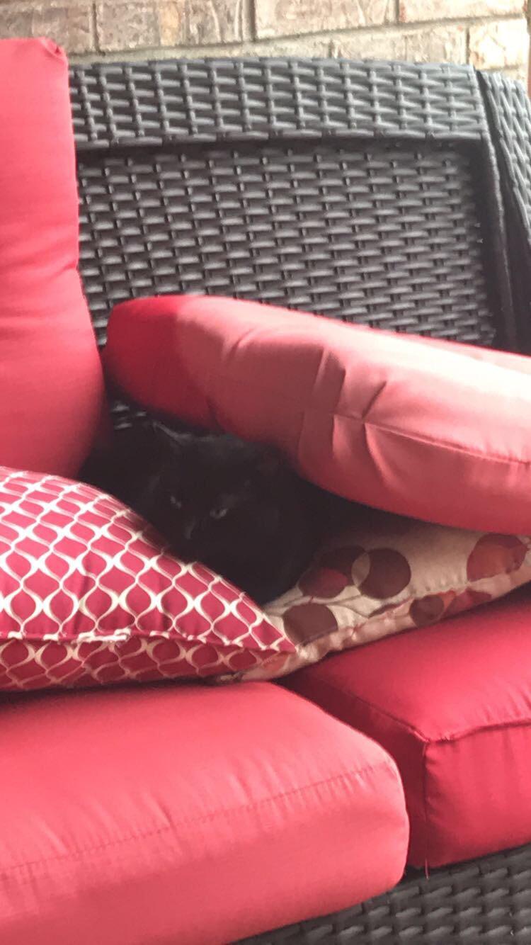 He managed to put the cushion on himself r/StuffOnCats