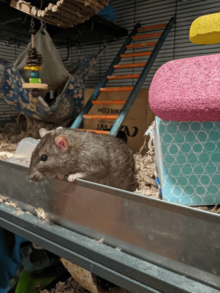 Treats please! r/RATS