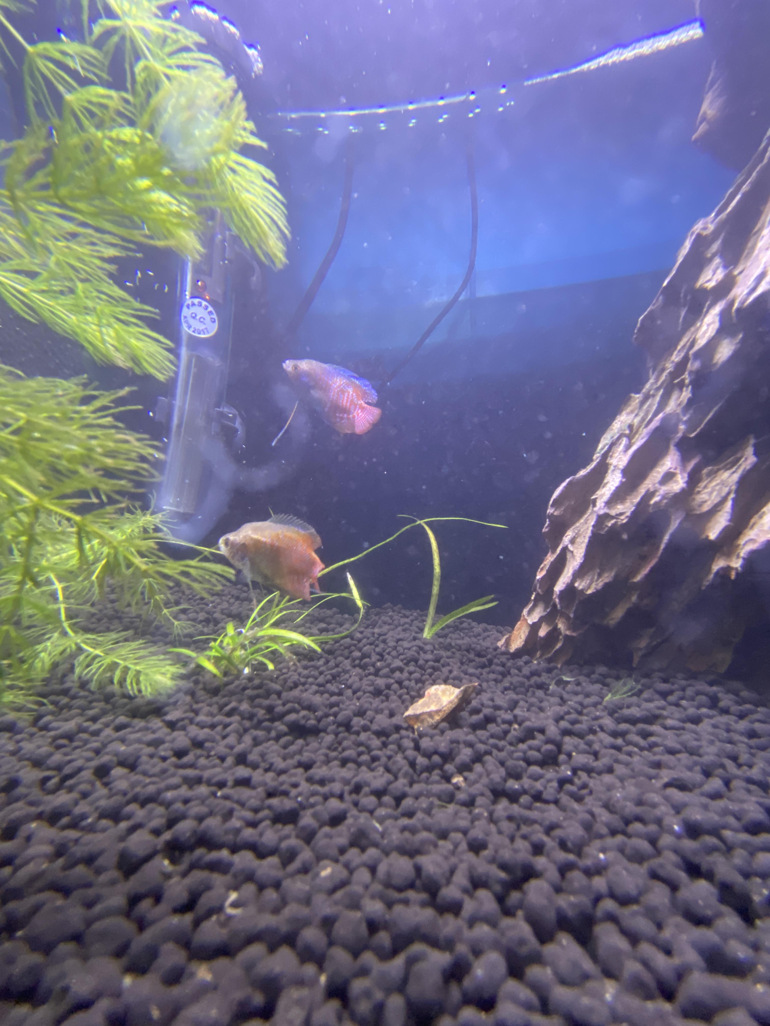help with lowering nitrates 10 gallon with 2 dwarf gouramis. set up