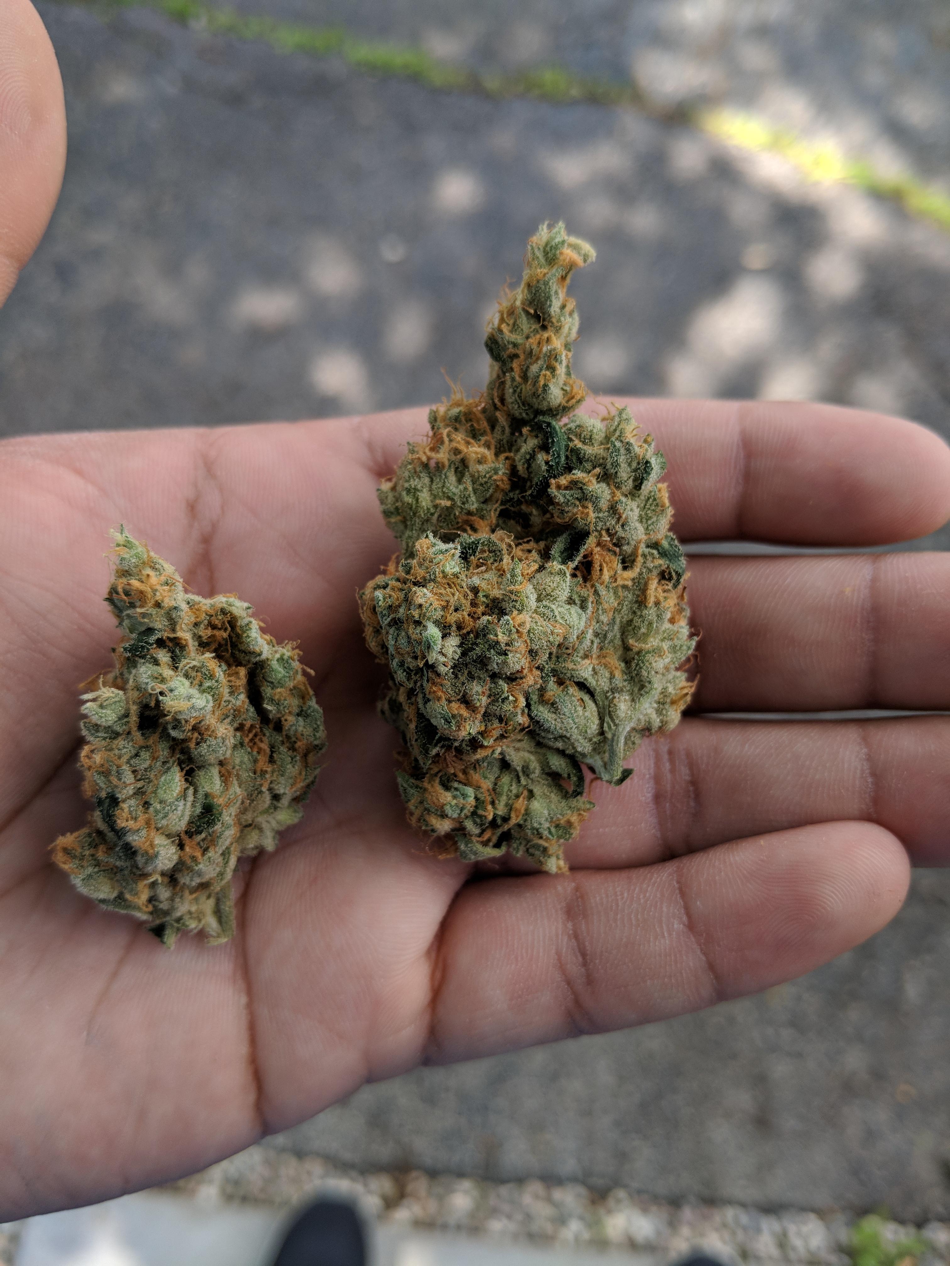 RUG BURN OG JULY 2018 OKG (OKANAGANGREEN) r/MOMpics