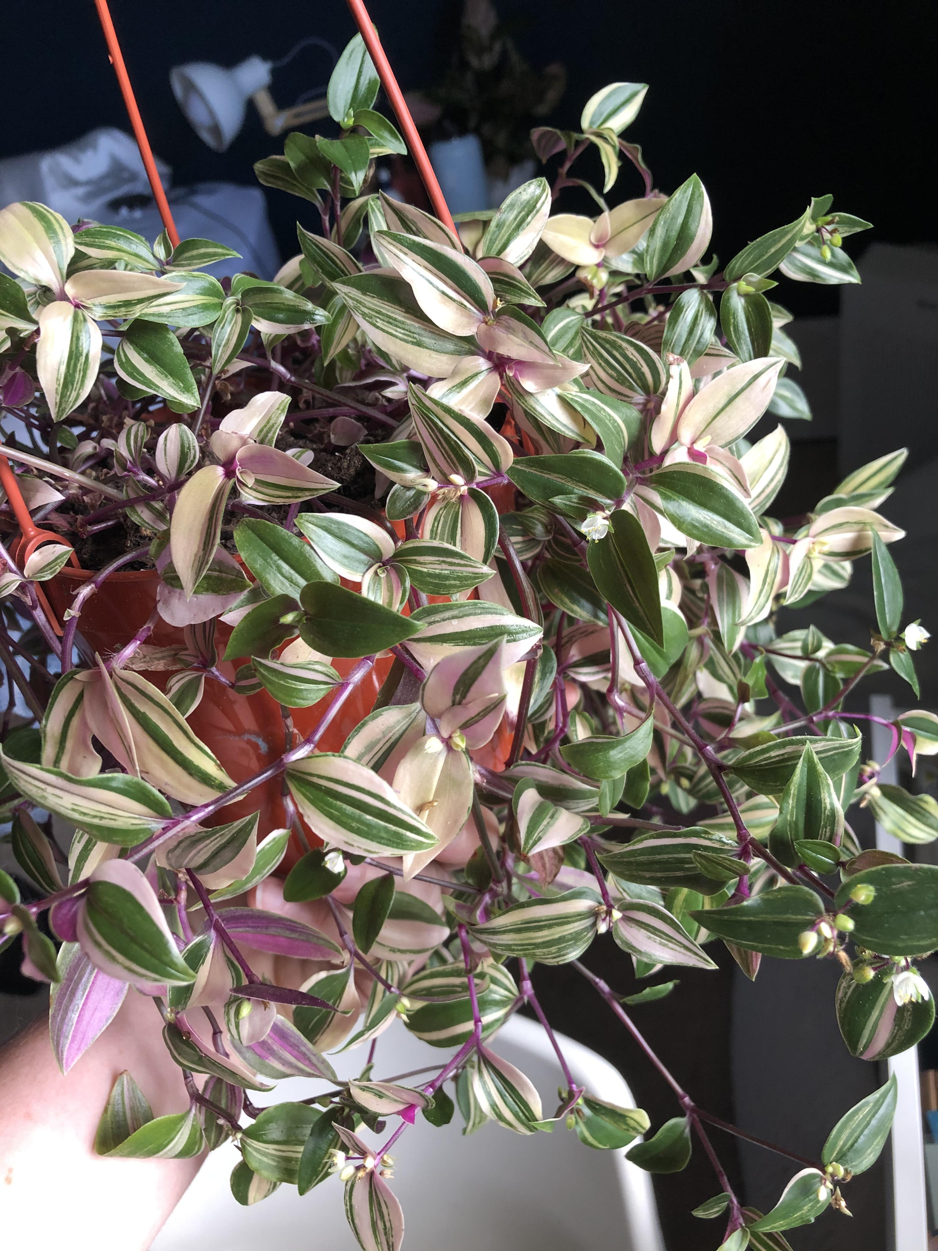 My beautiful lilac inch plant is yellowing plantclinic