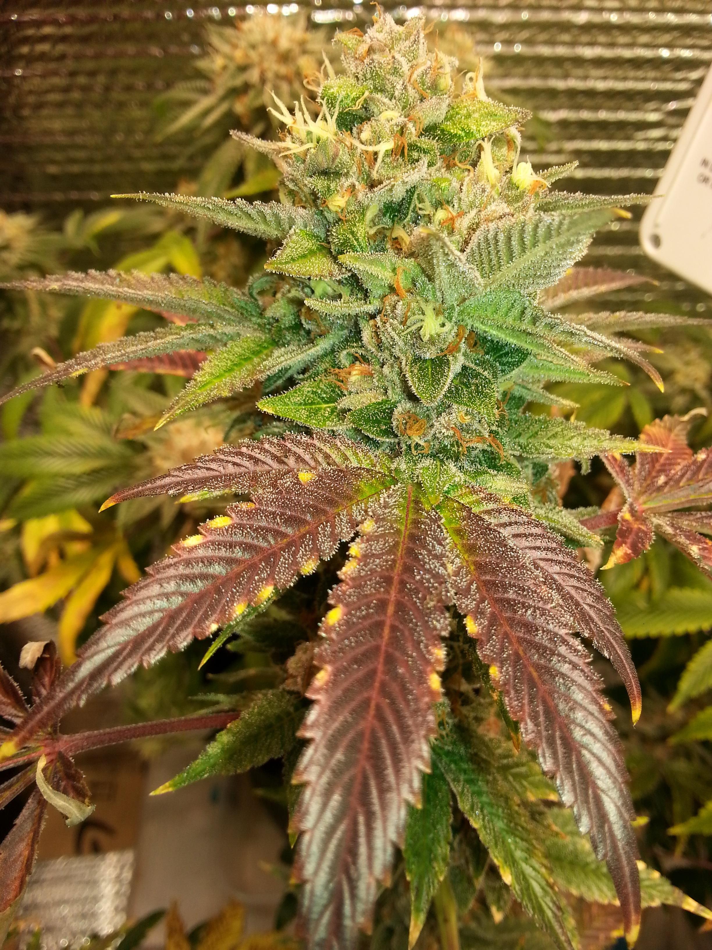 cali connection larry OG r/microgrowery