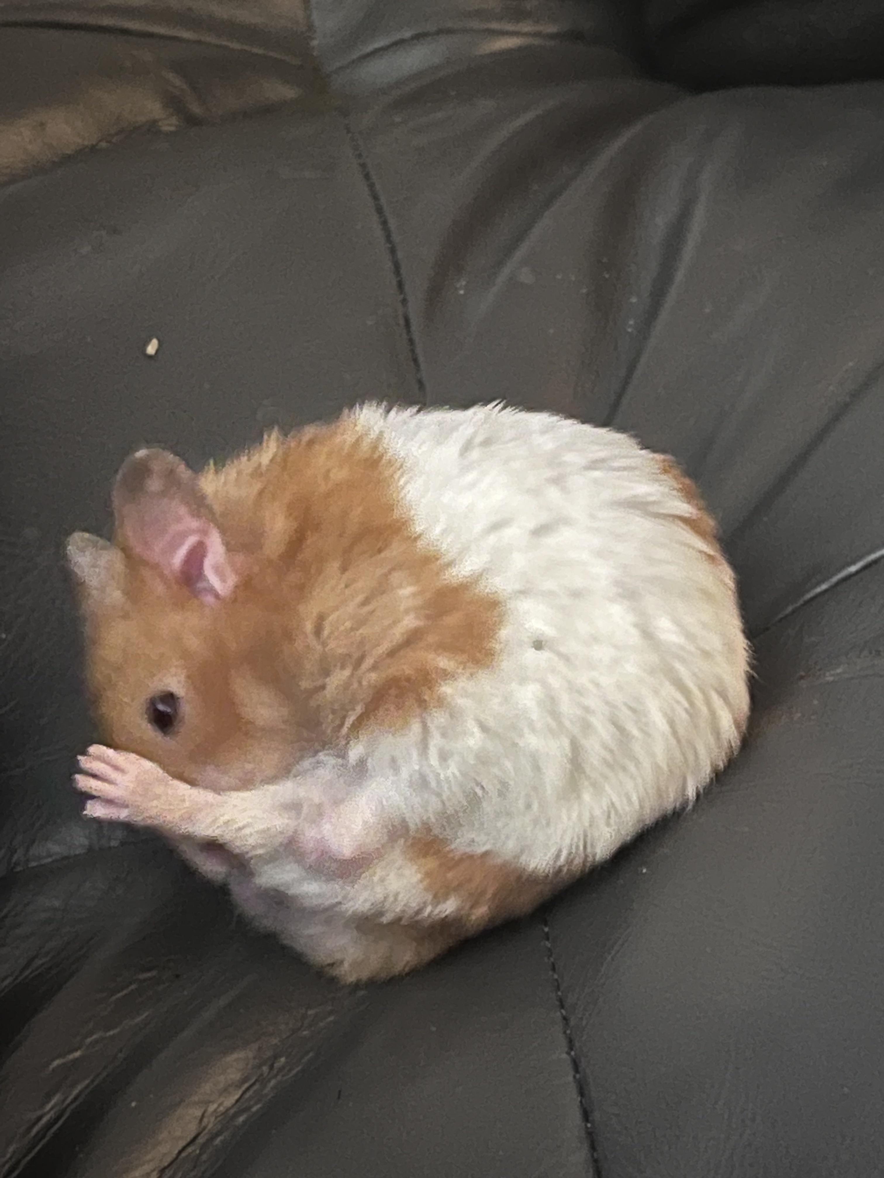 Cleaning r/hamsters