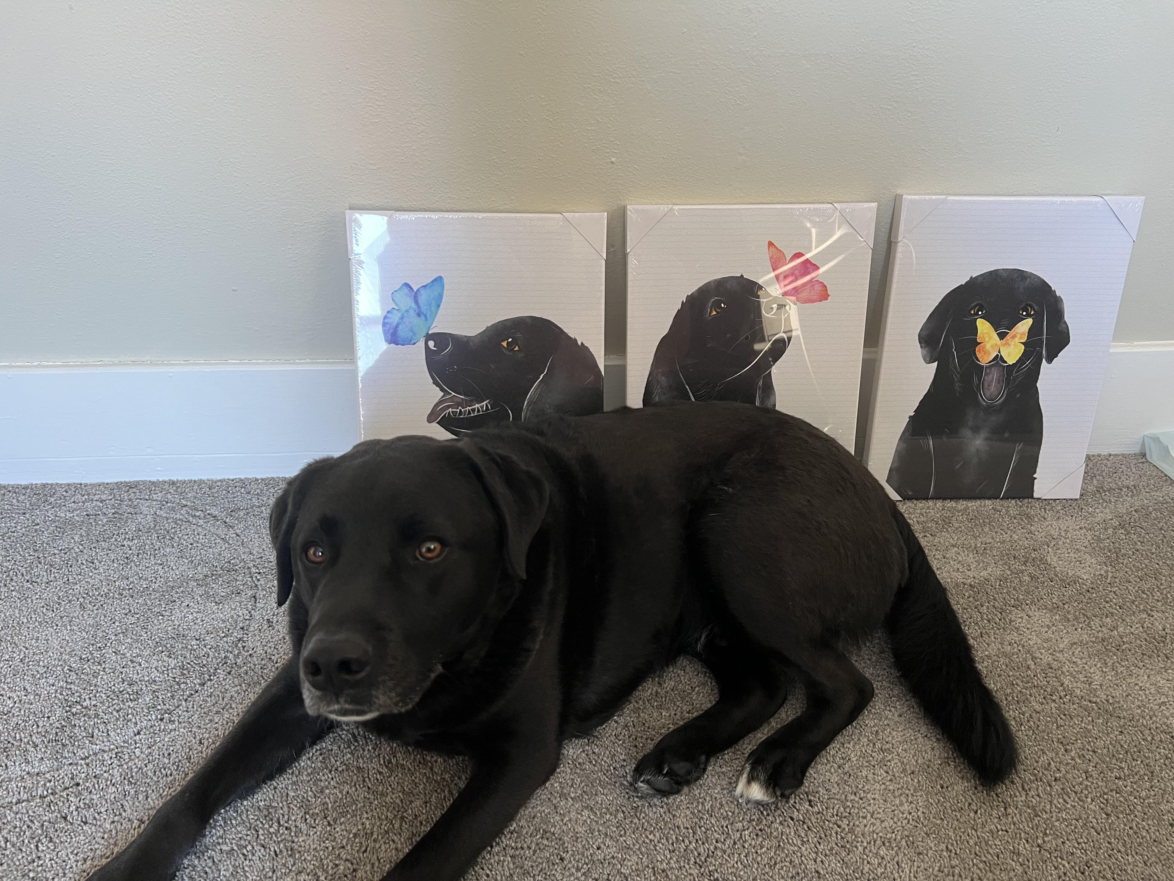 I think Buckley approves of the new nursery art r/labrador