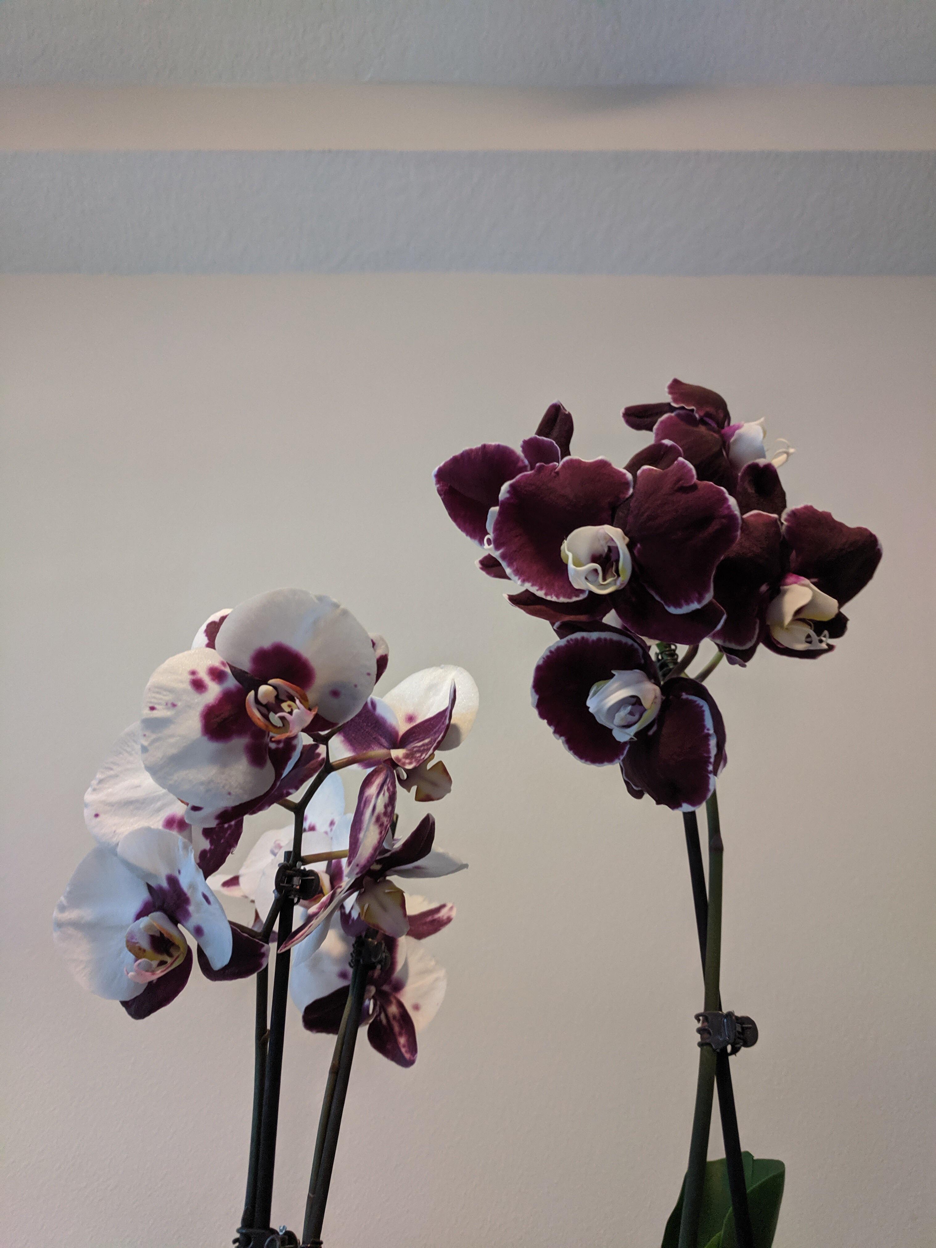 Publix BOGO ) r/orchids