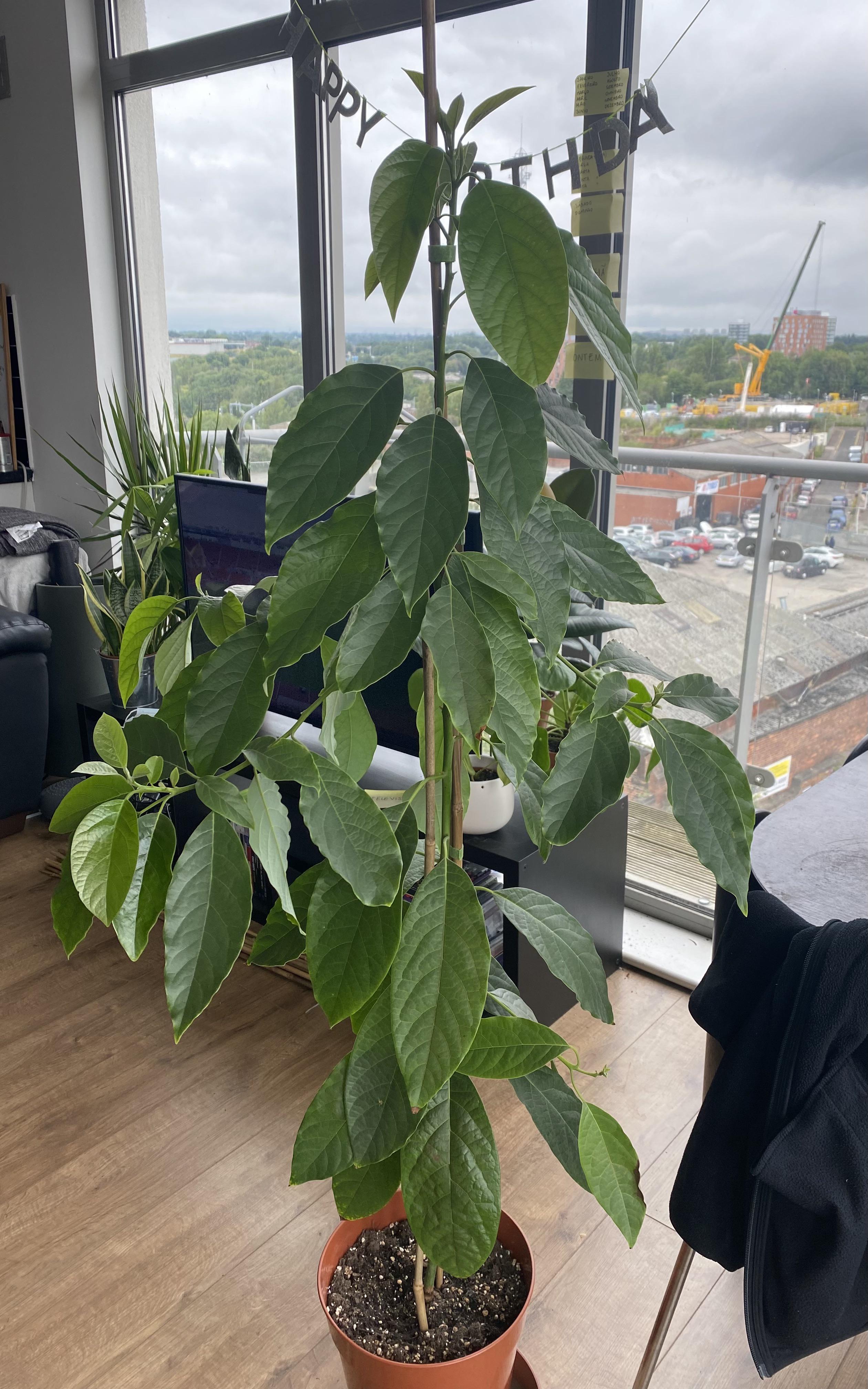 Are Avocado Trees Bad For Dogs