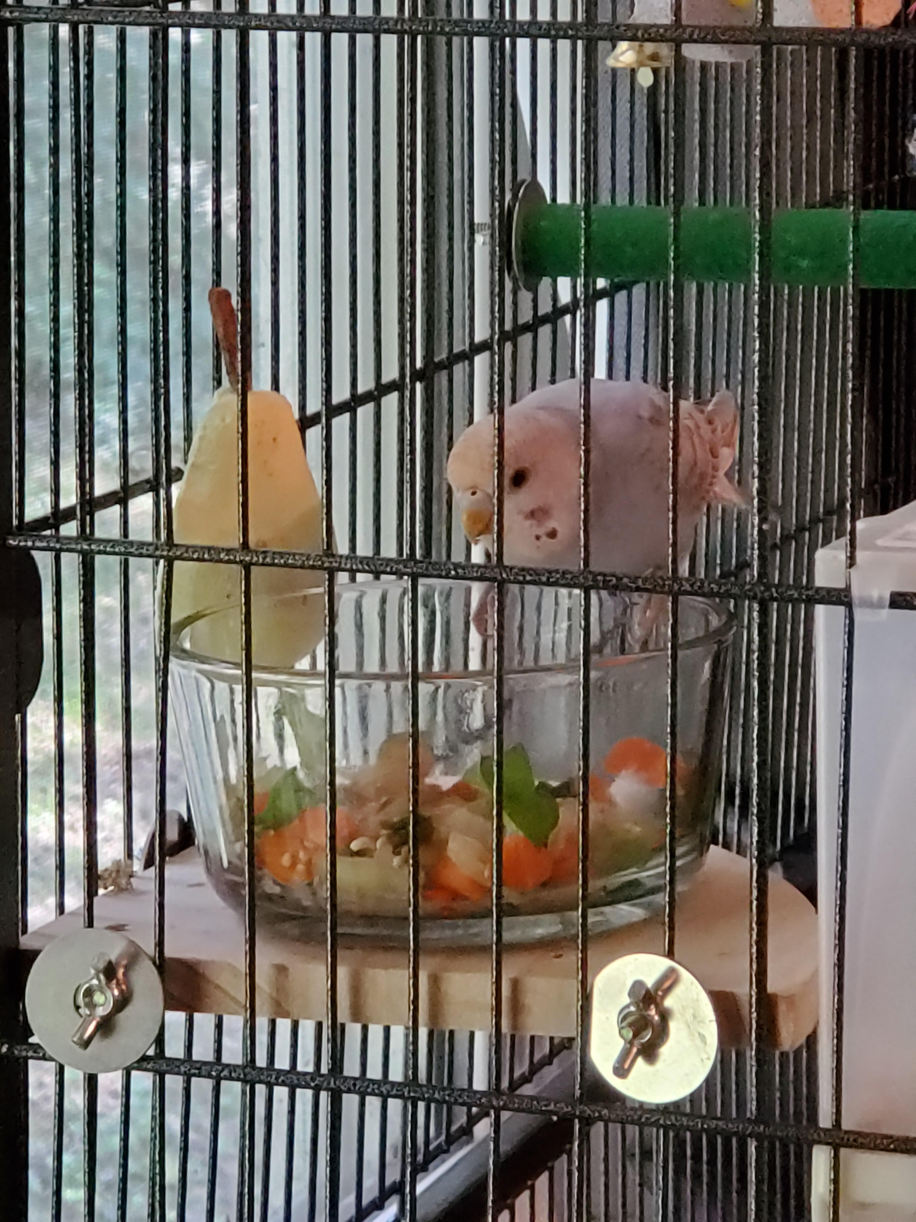 Finally got my budgies to eat fruits and veggies today! r/budgies