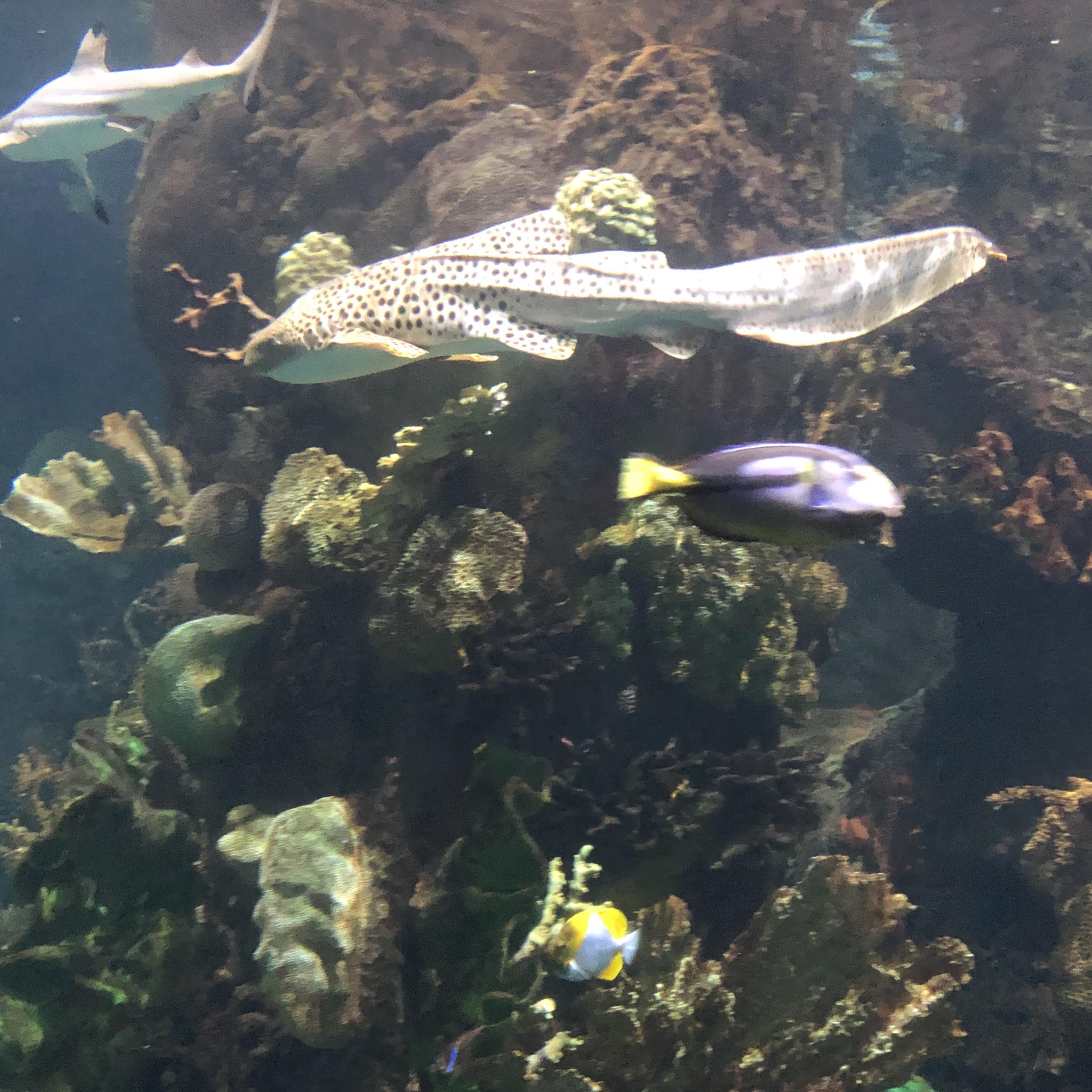 What is the difference between a nurse shark and a bamboo shark? r