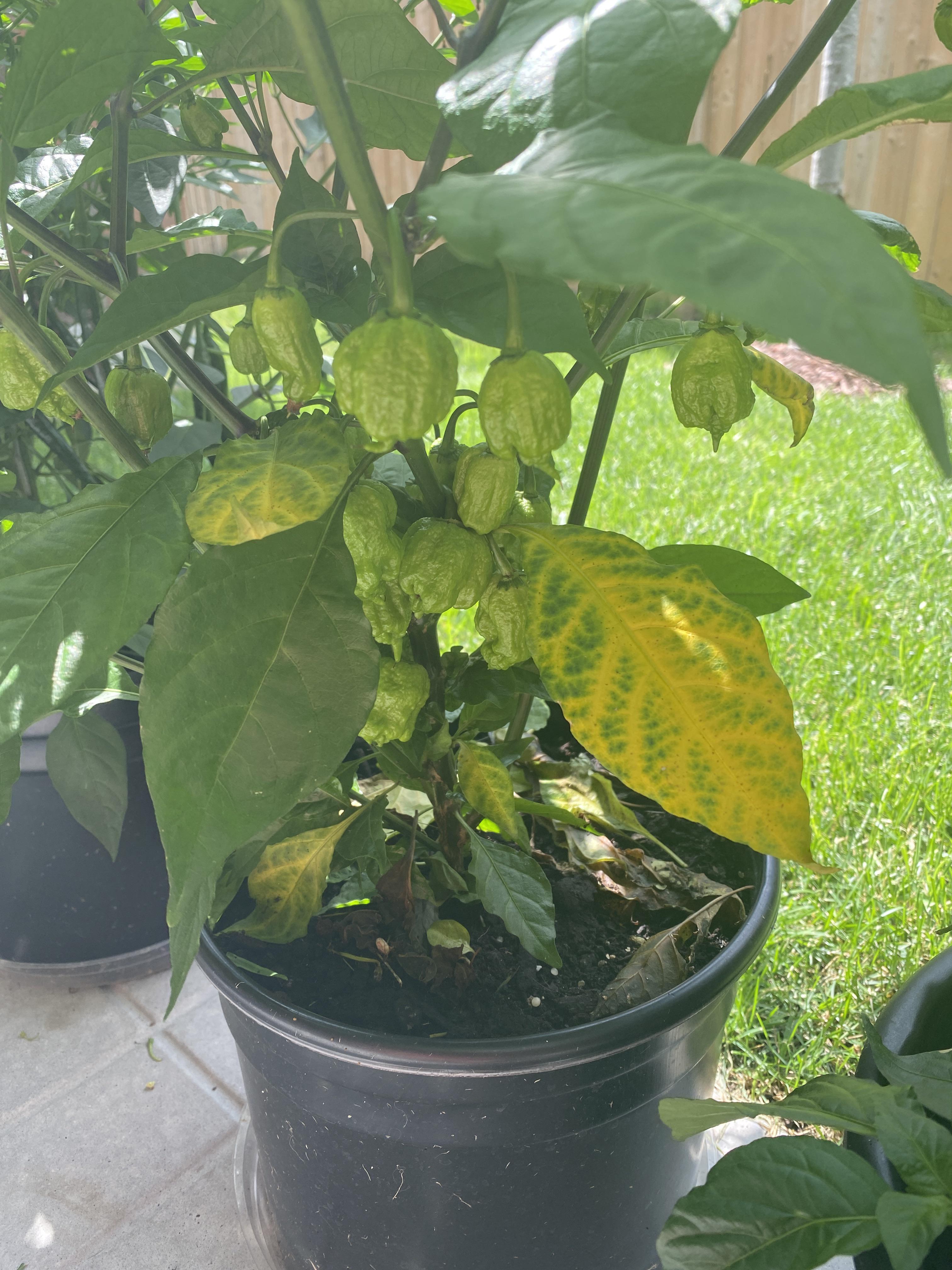 Any idea what’s causing these Carolina Reaper leaves to turn spotted