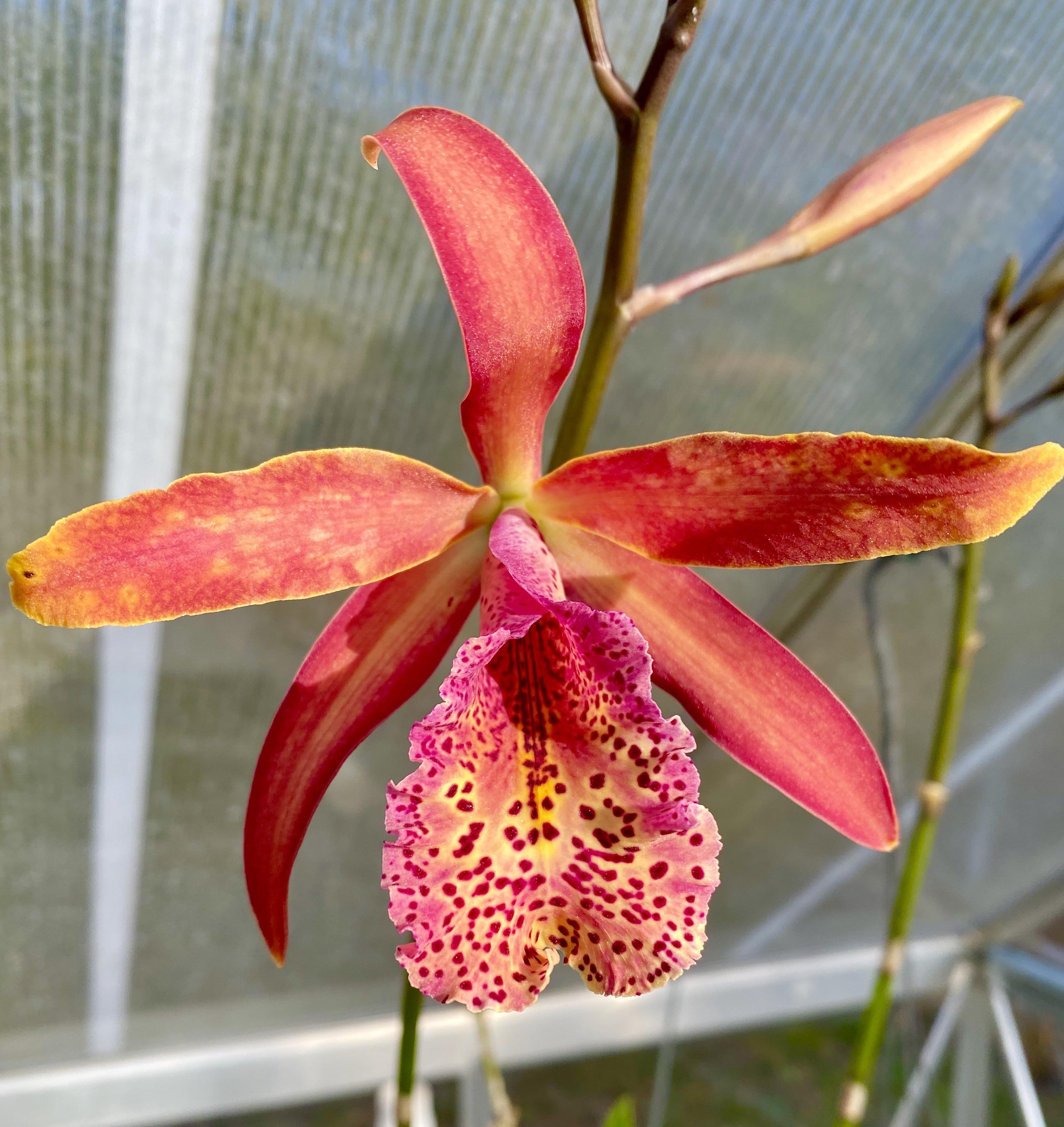 I never post repeats but this one is always such a model r/orchids