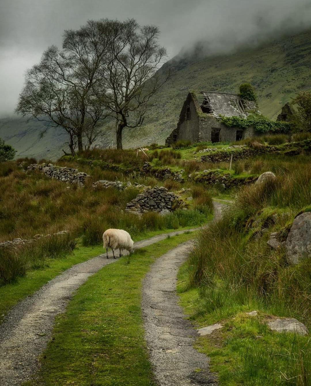 Road to an abandoned cottage in the Black Valley under the misty