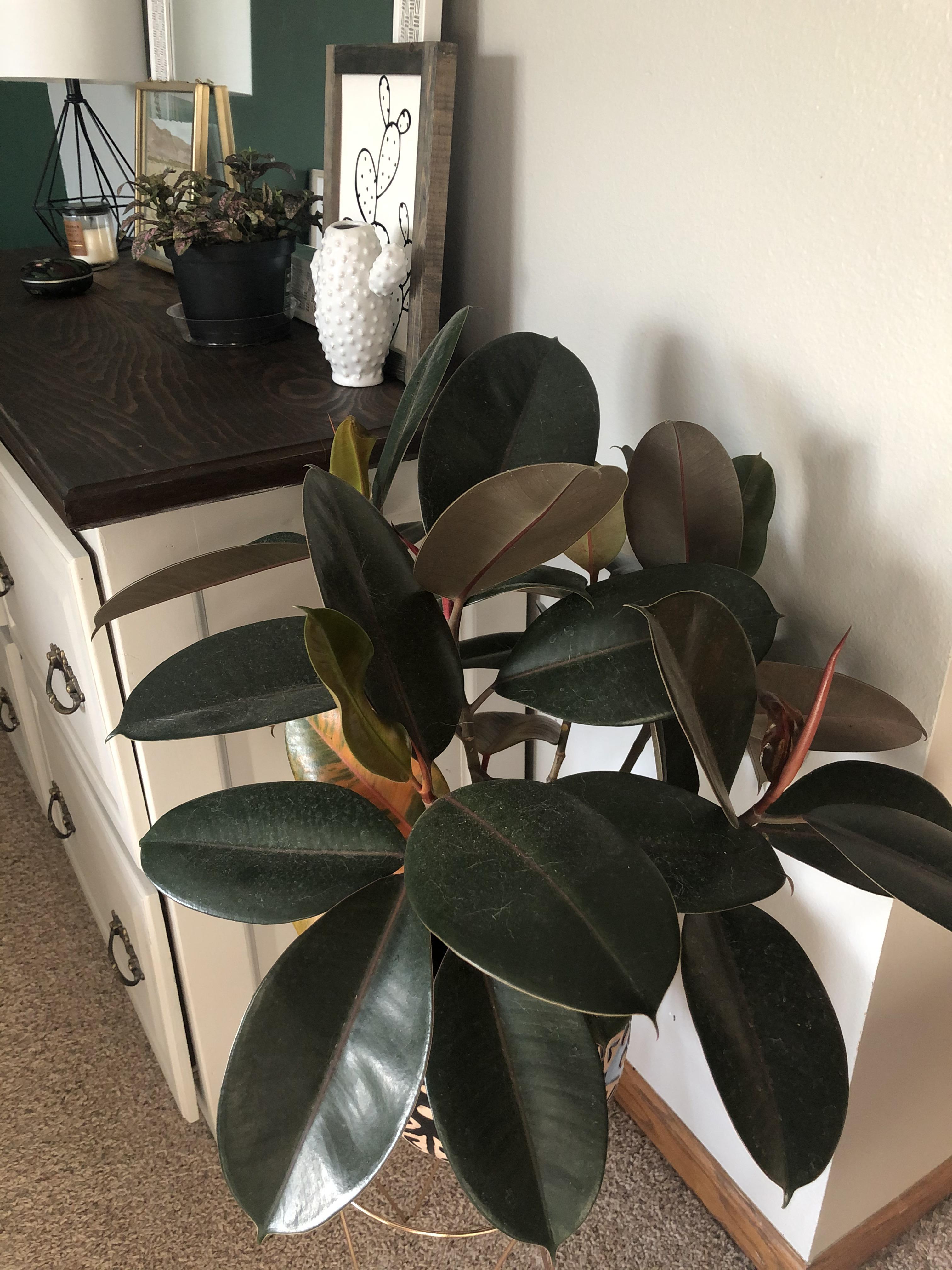My rubber plant is growing so fast. 🖤