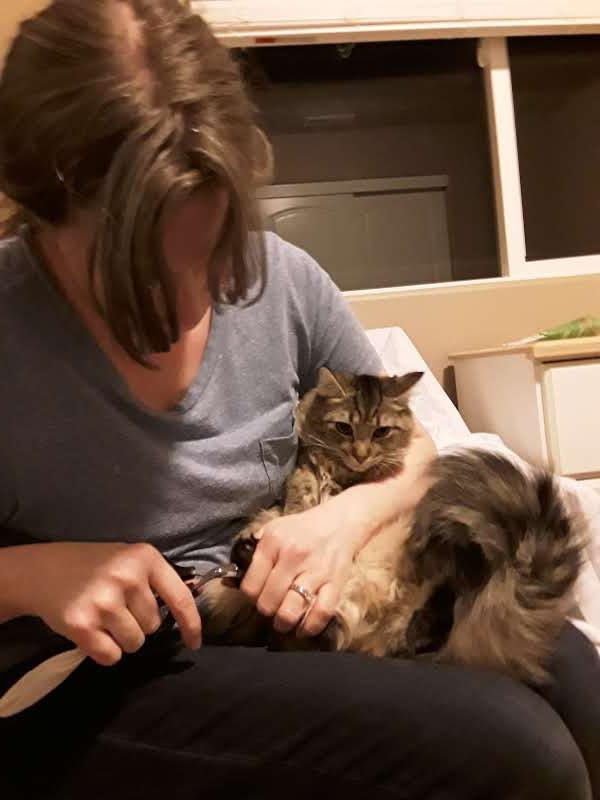 My cat hates having her claws trimmed. r/cutecats