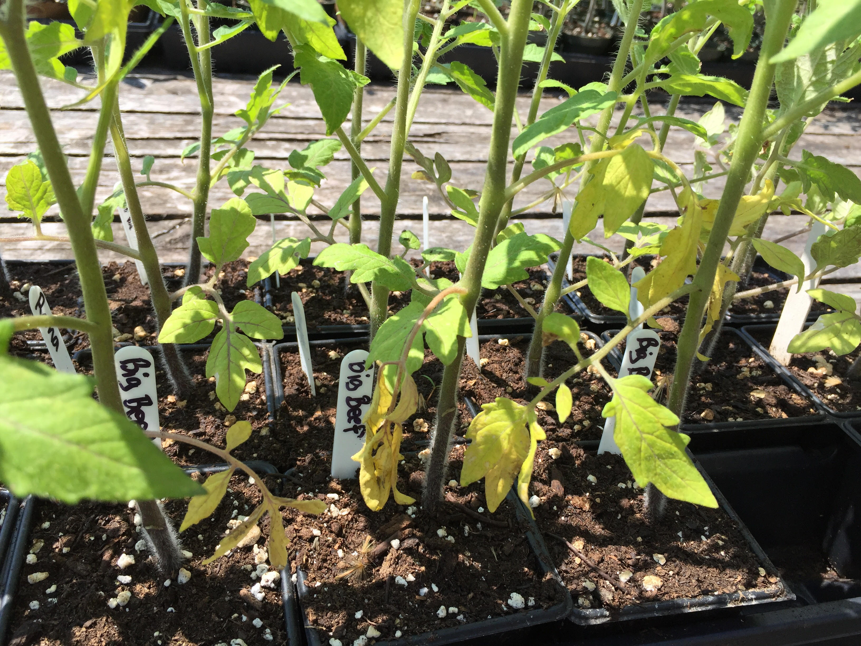 tomato lower leaves are yellowing r/Greenhouses