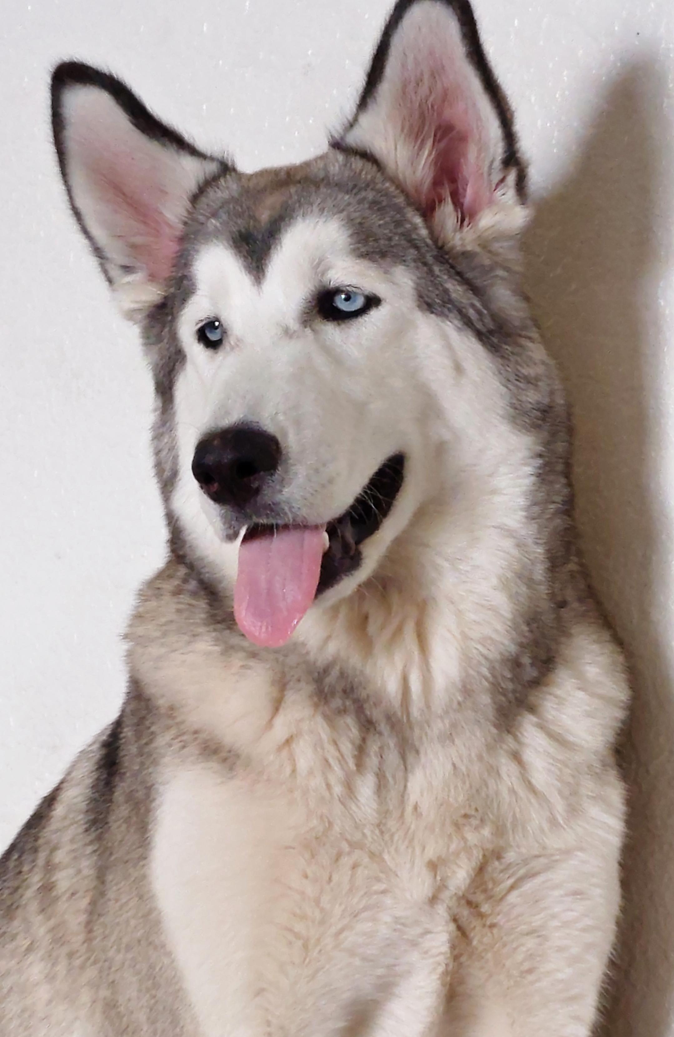 I wang a talking husky! Does anyone's dog doesn't howl? Mine is going