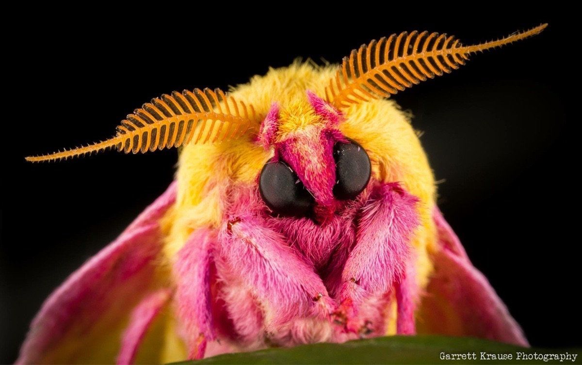 When you KNOW you're pretty! (Rosy maple moth) r/insects