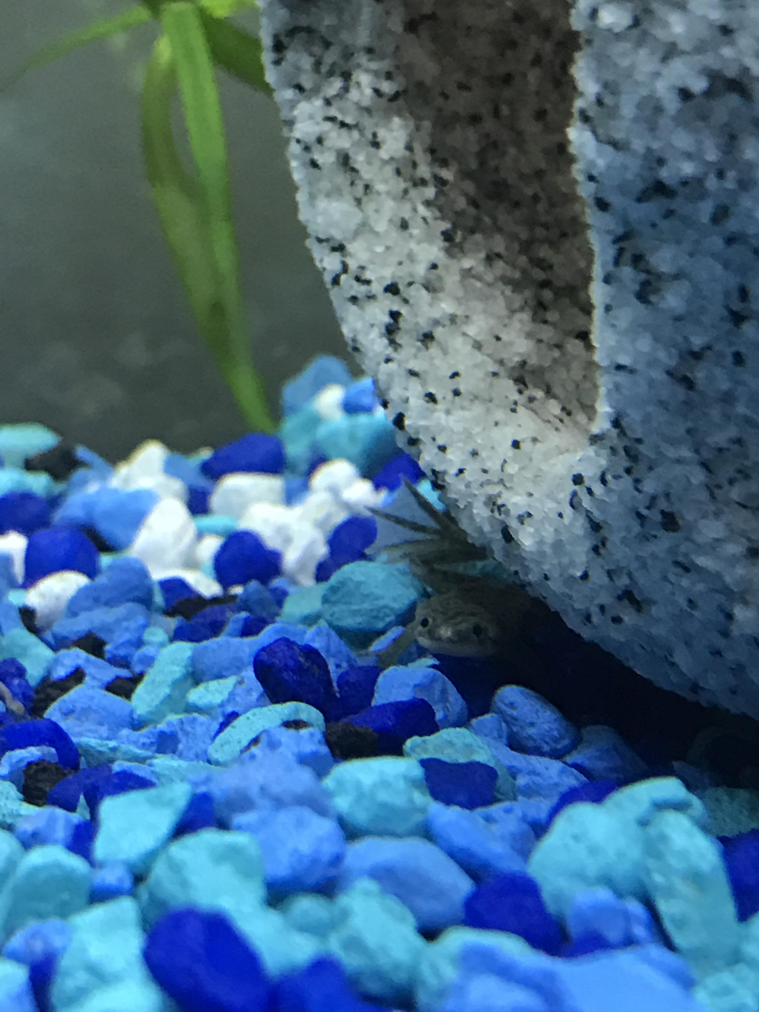 New frog ! r/Aquariums