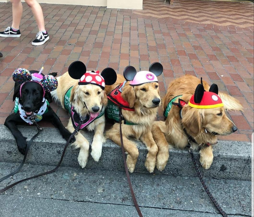 Service dogs at Disney World r/dogswithjobs