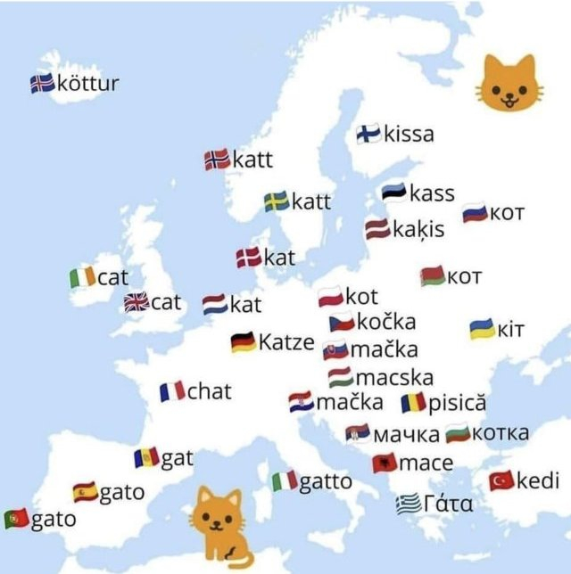 Cat in European languages r/MapPorn