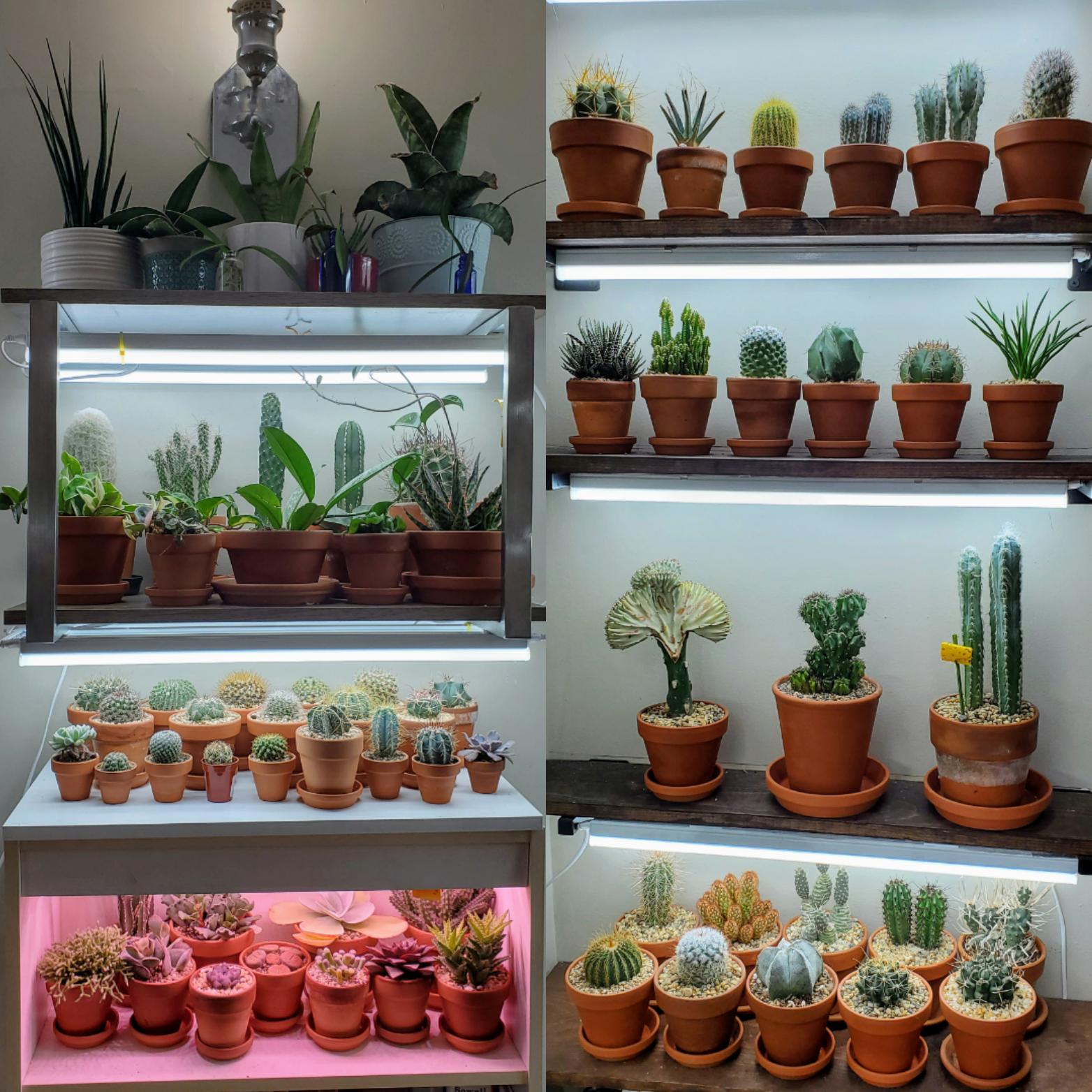 I'm starting to run low on shelf space. All kept under full spectrum