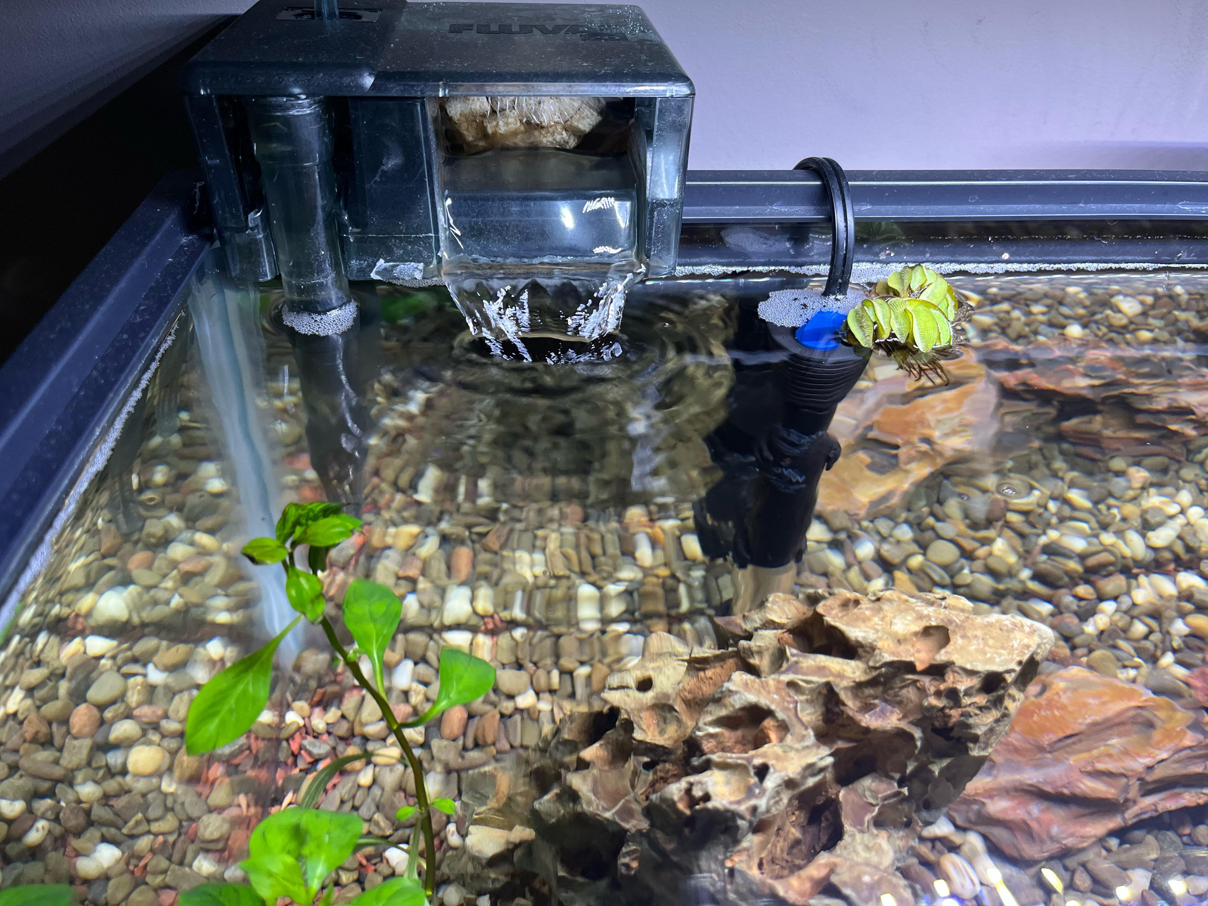 What are the little bubbles around the heater and filter? r/Aquariums
