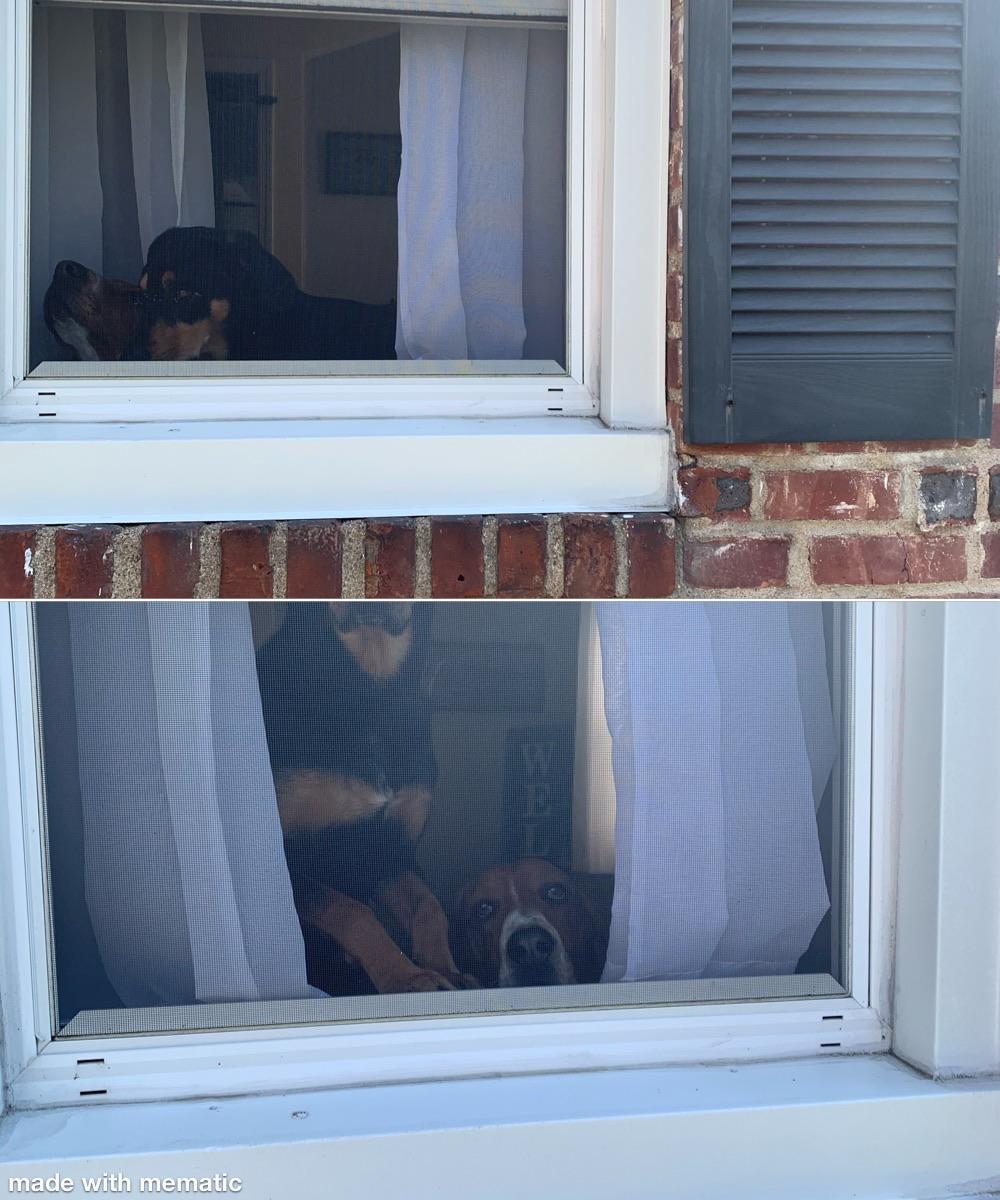 Dog quarantine r/funny