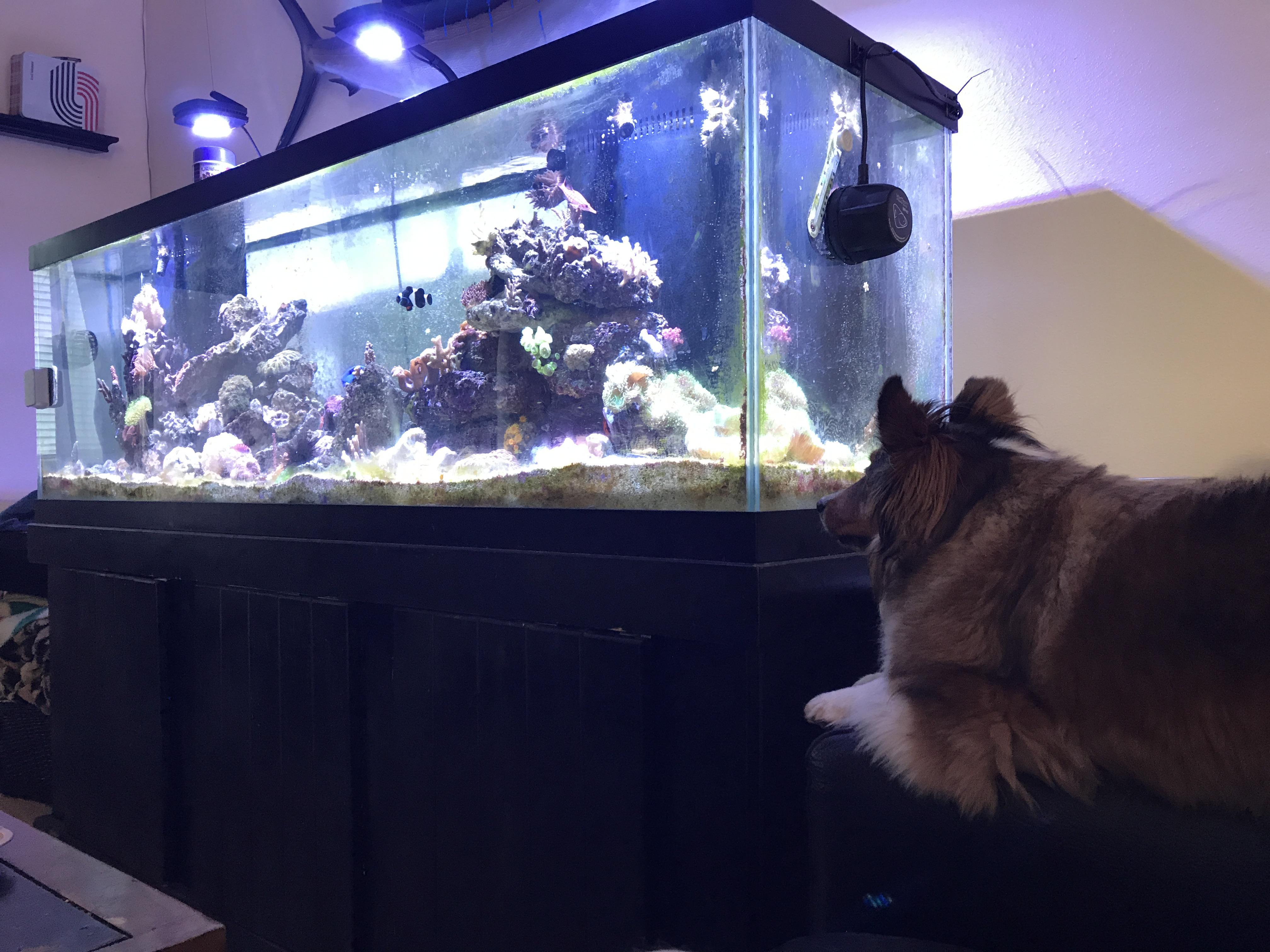 Reef Tank Aquariums Even the dog likes it! Aquariums
