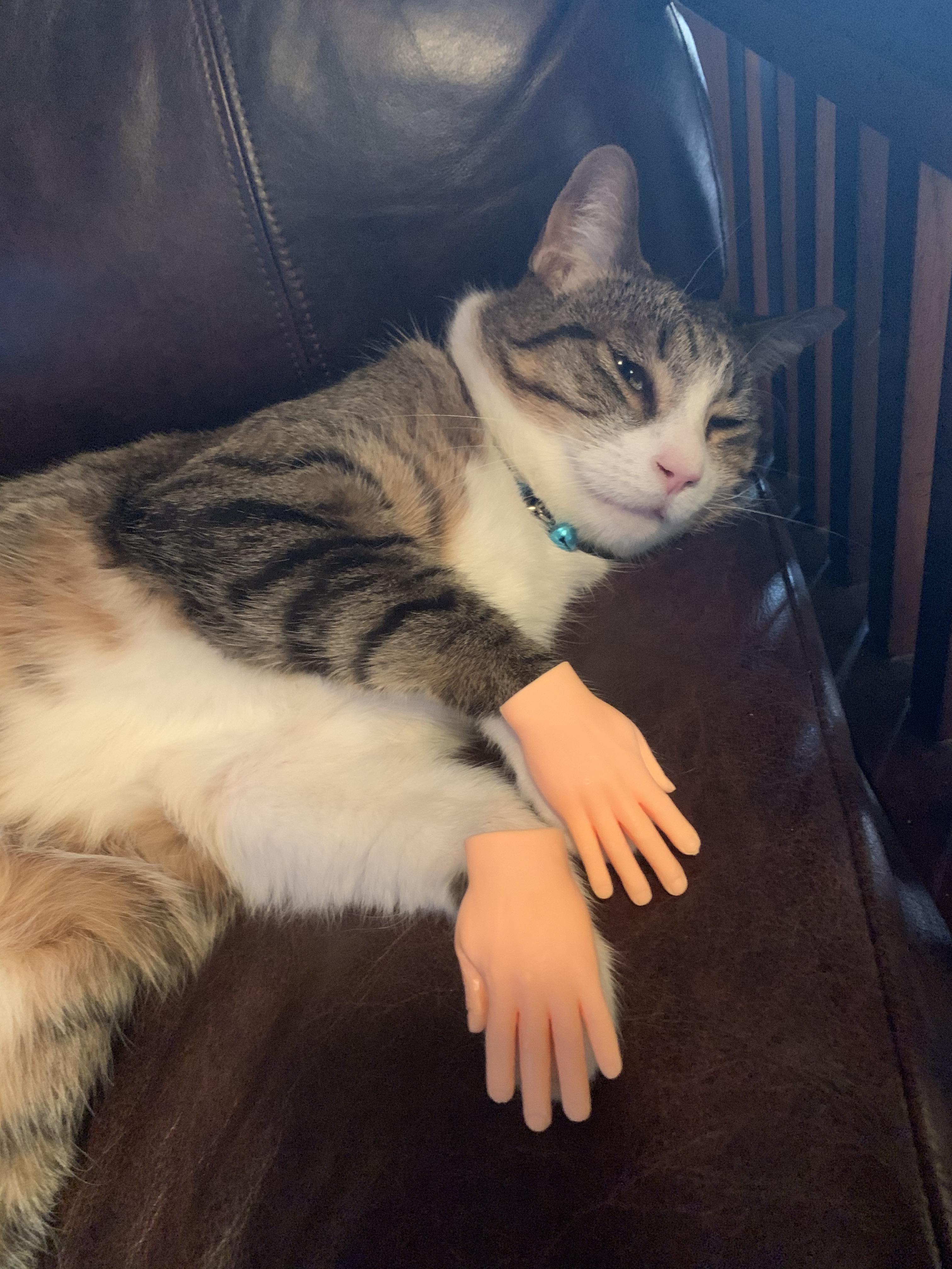 My first attempt with hands on a cat! r/cats