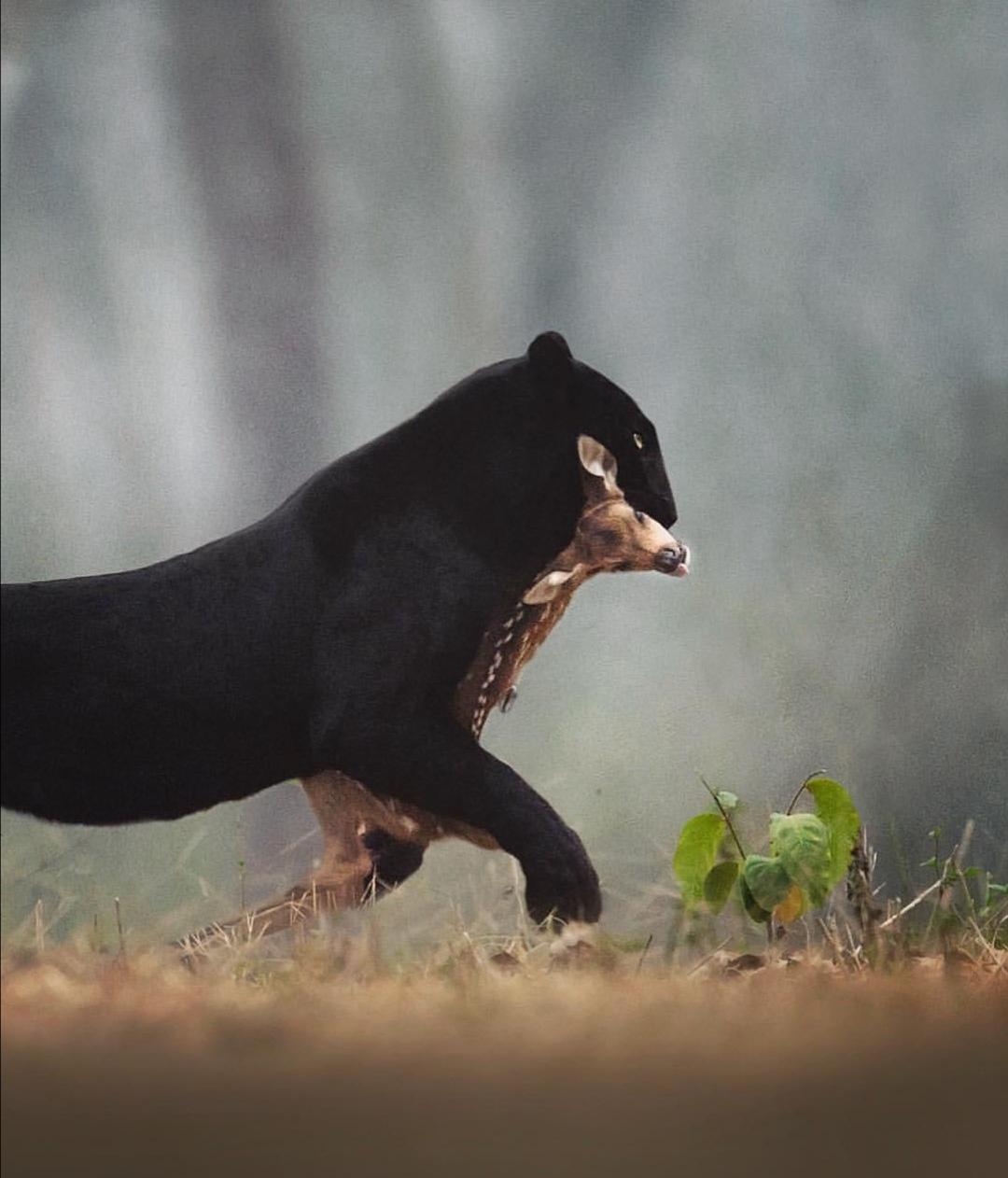 Black Panther Hunting