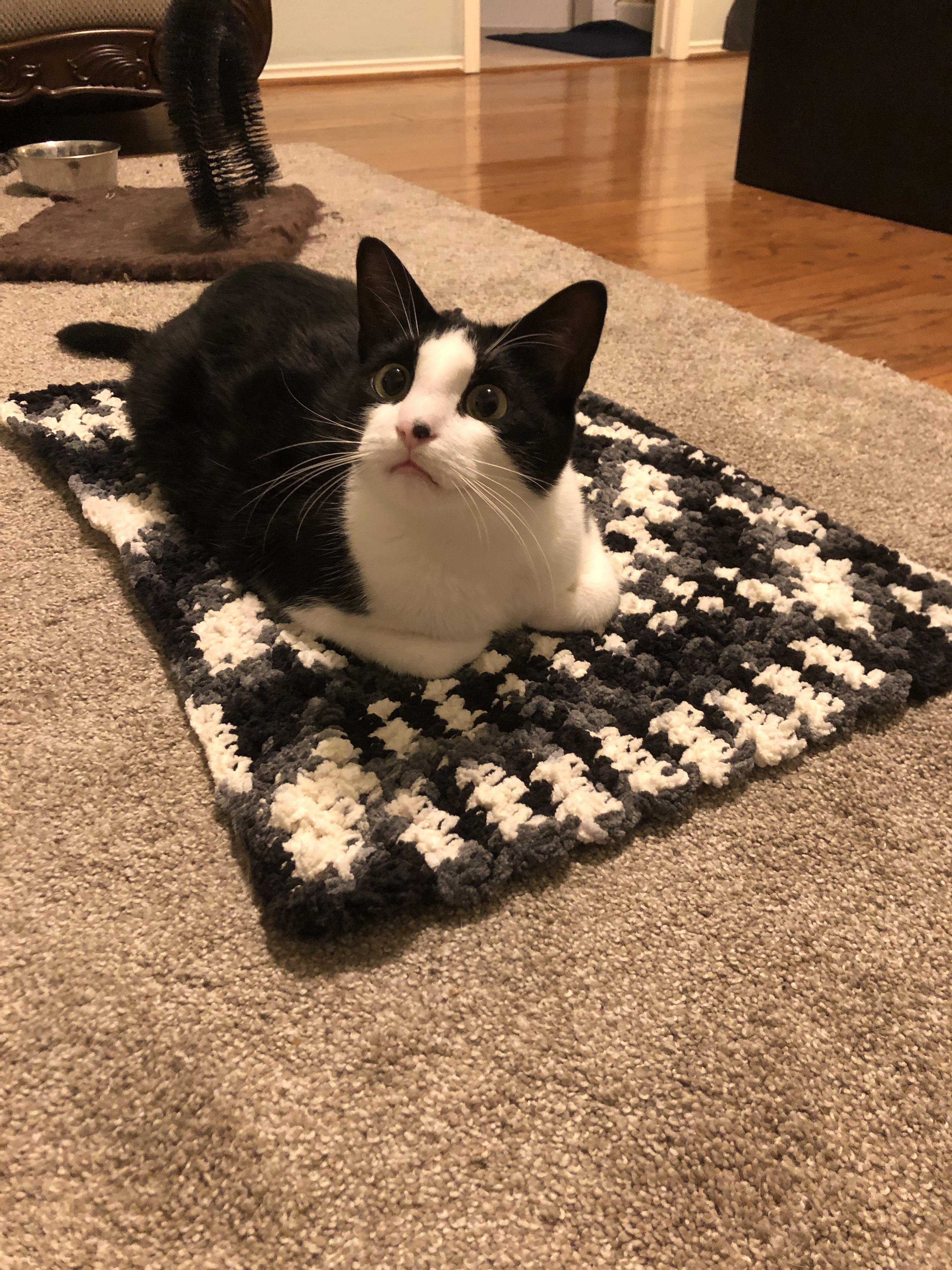 Had enough Big Twist Cuddle yarn after a blanket to make a nice soft cat mat! It even matches